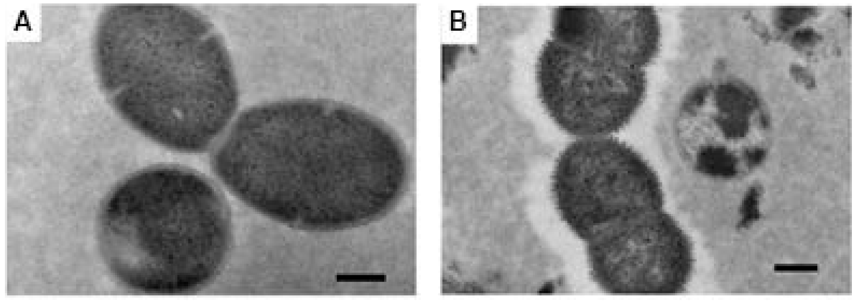 Pathogens 14 00876 g001 Pathogens 14 00876 g001