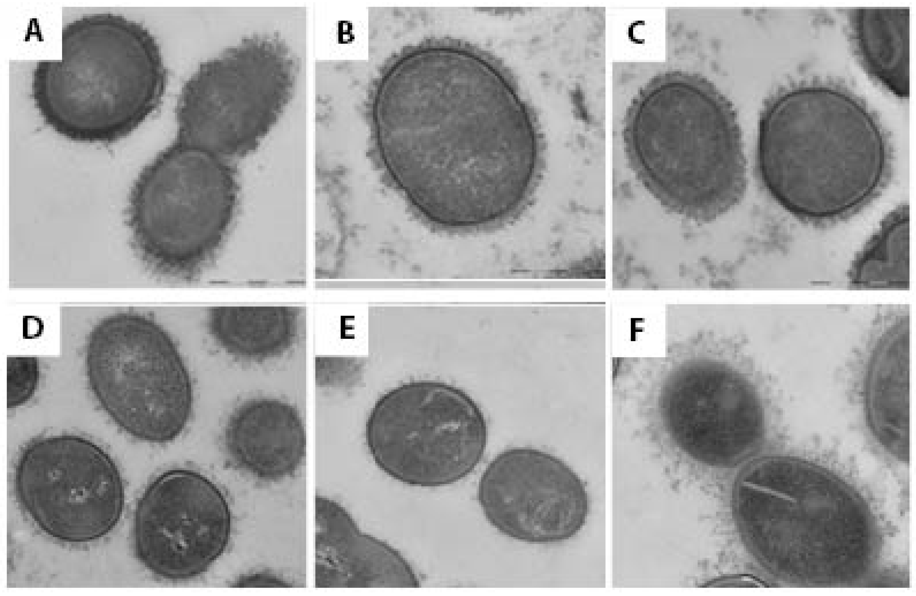 Pathogens 14 00876 g002 Pathogens 14 00876 g002