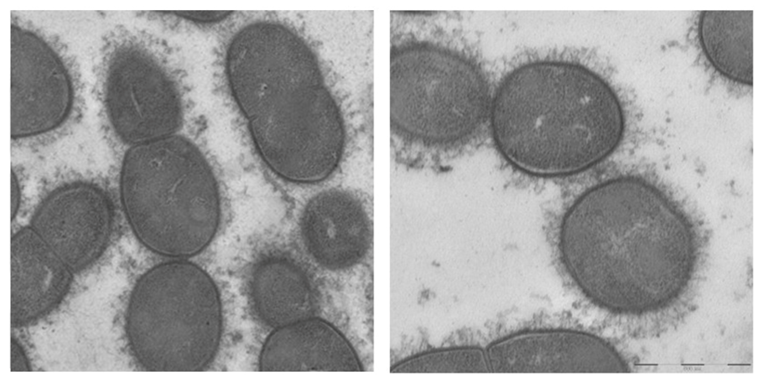 Pathogens 14 00876 g003 Pathogens 14 00876 g003