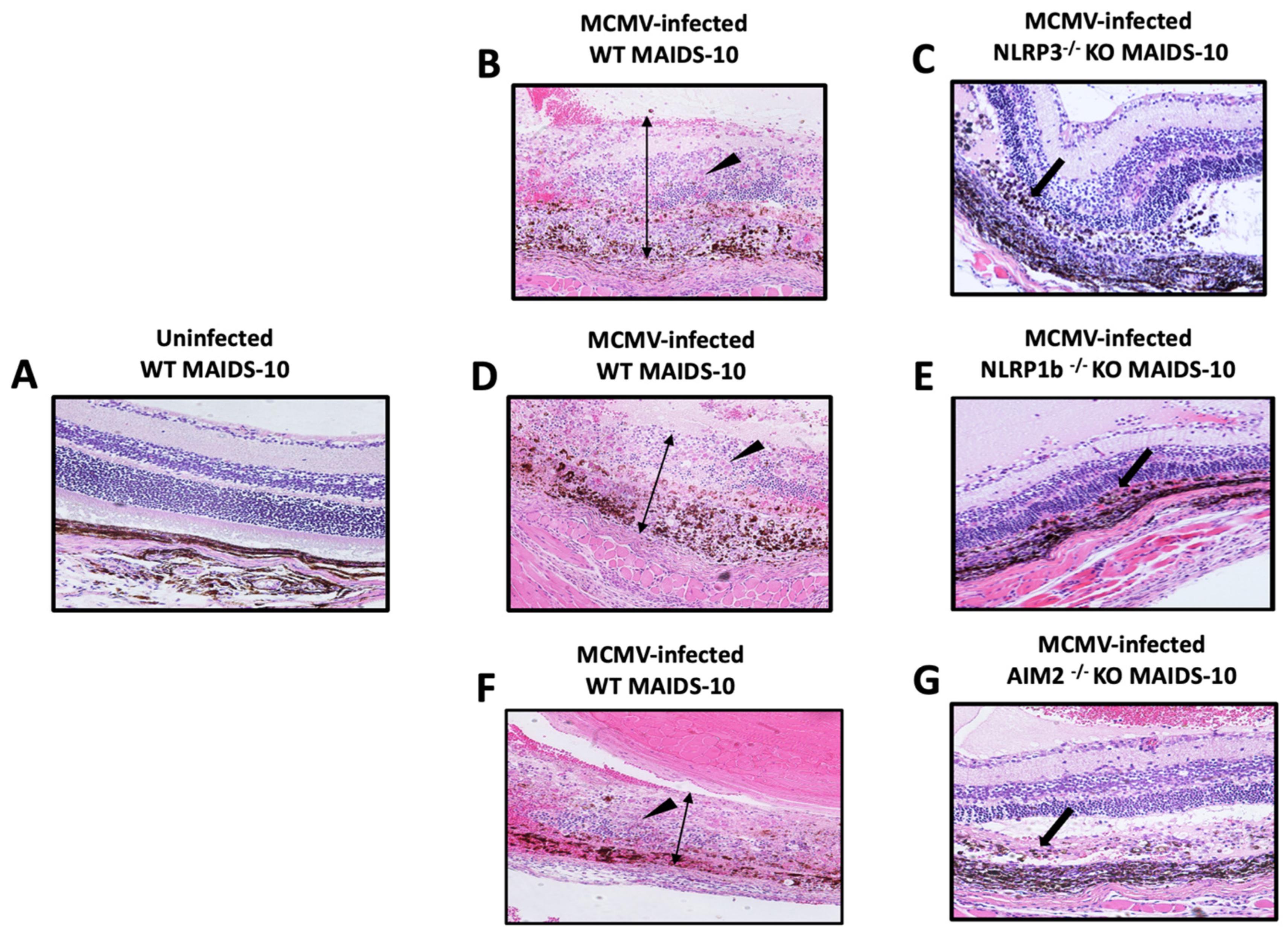 Pathogens 14 00879 g002 Pathogens 14 00879 g002