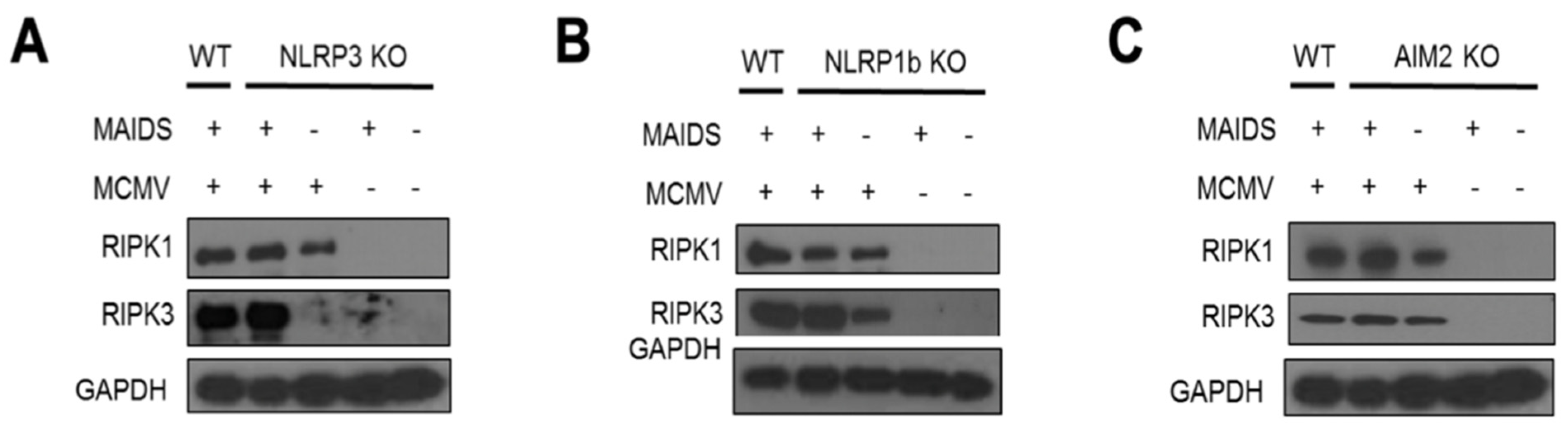 Pathogens 14 00879 g004 Pathogens 14 00879 g004