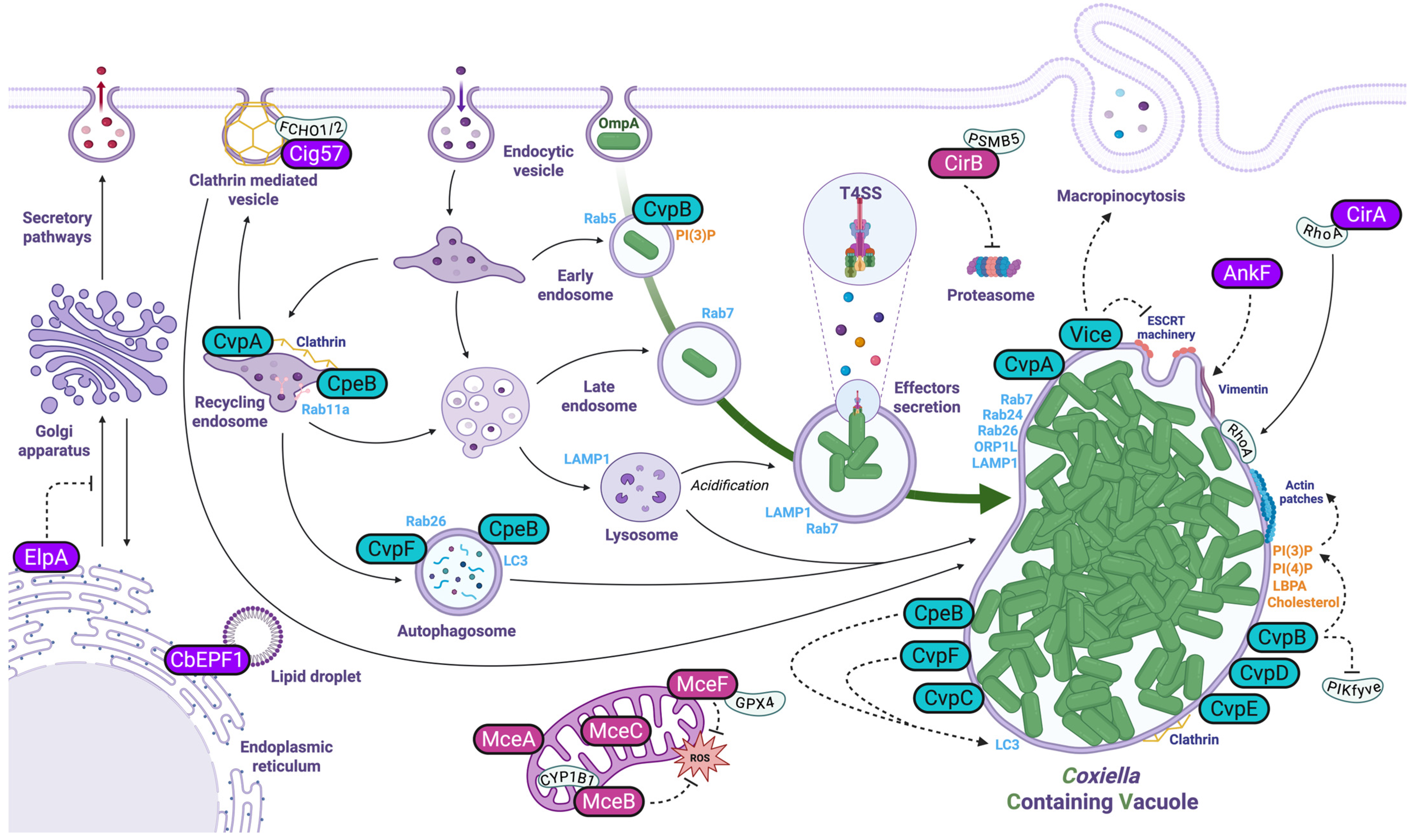 Pathogens 14 00896 g001 Pathogens 14 00896 g001