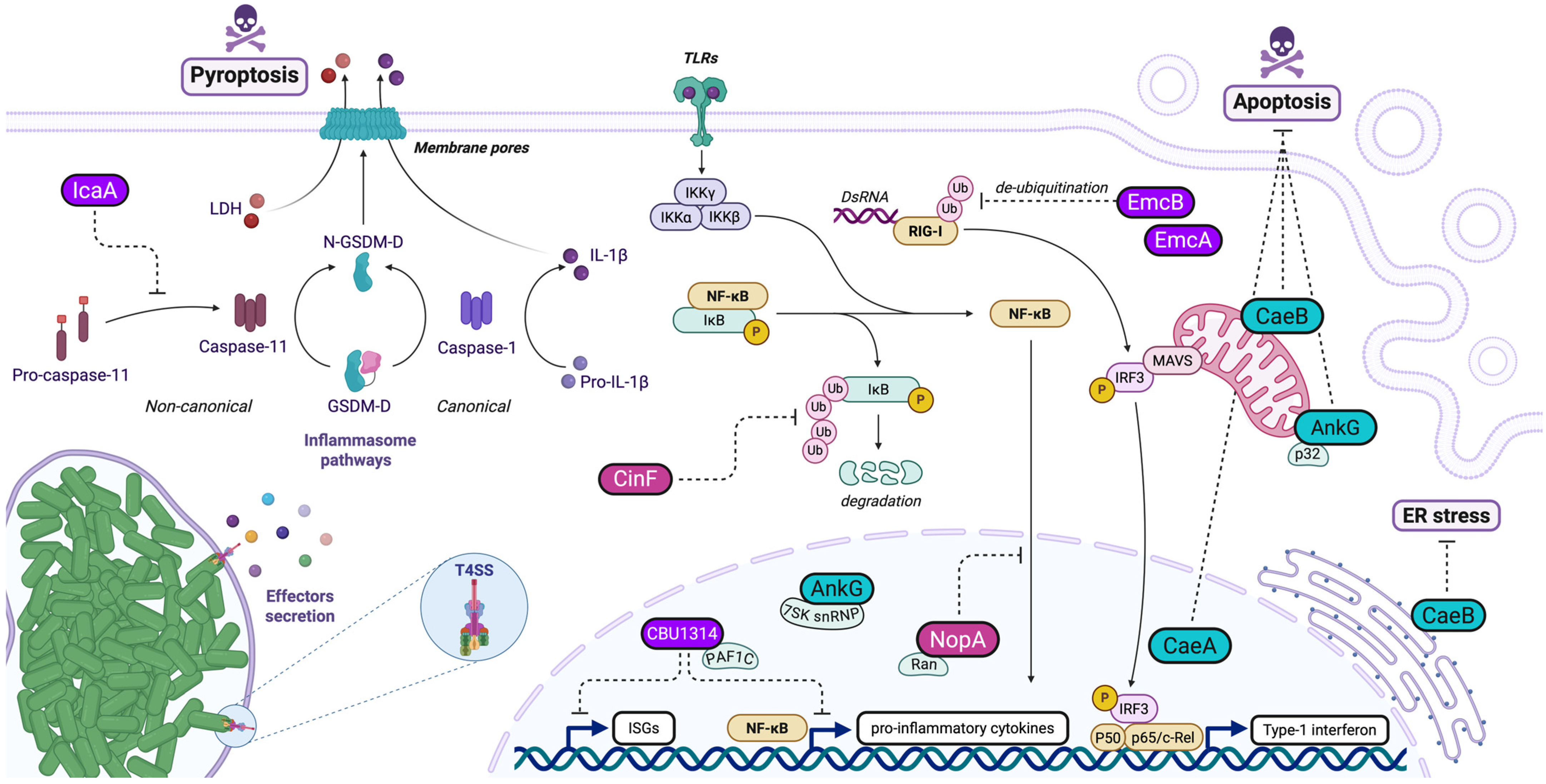 Pathogens 14 00896 g002 Pathogens 14 00896 g002