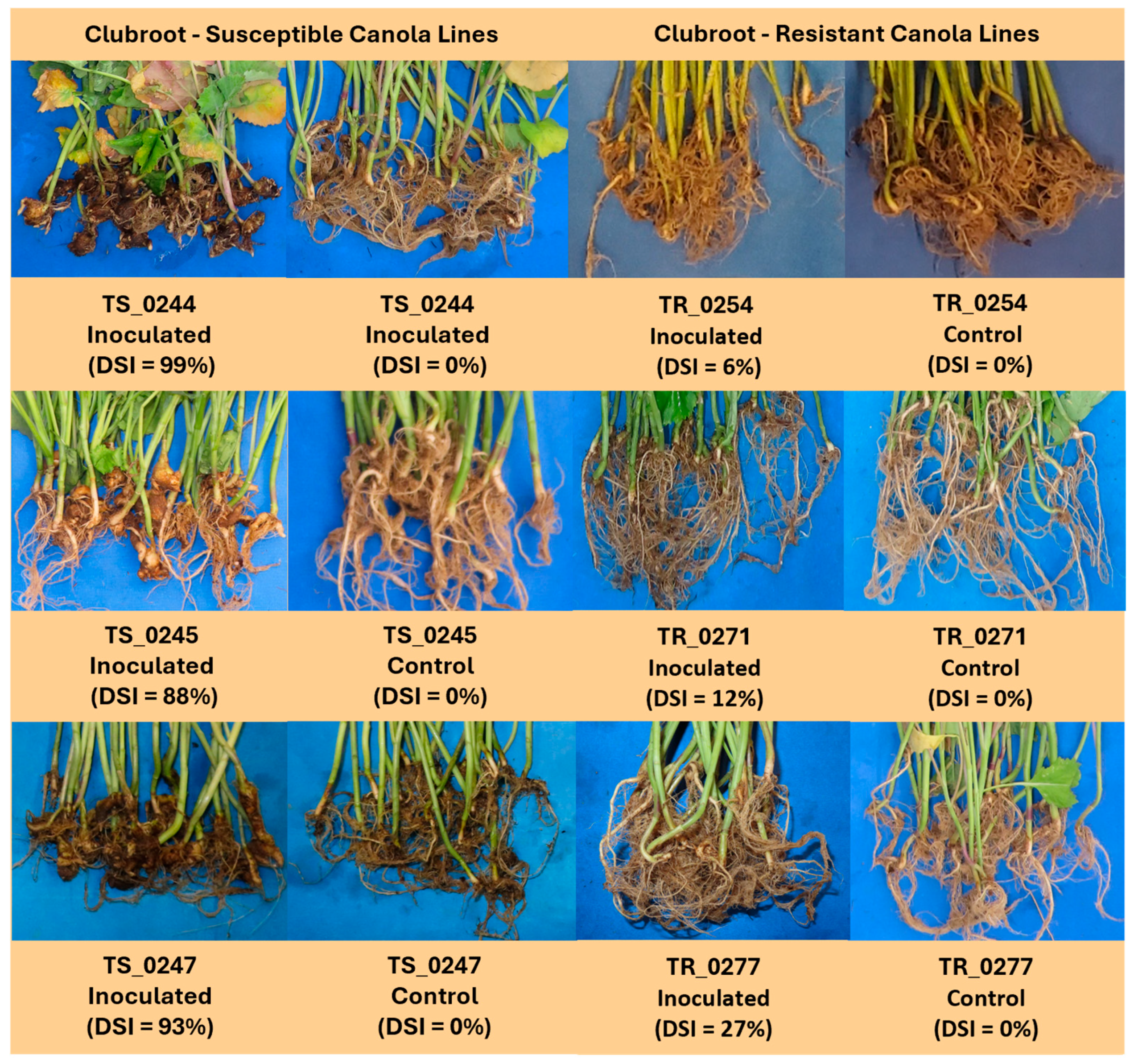 Pathogens 14 00904 g001 Pathogens 14 00904 g001