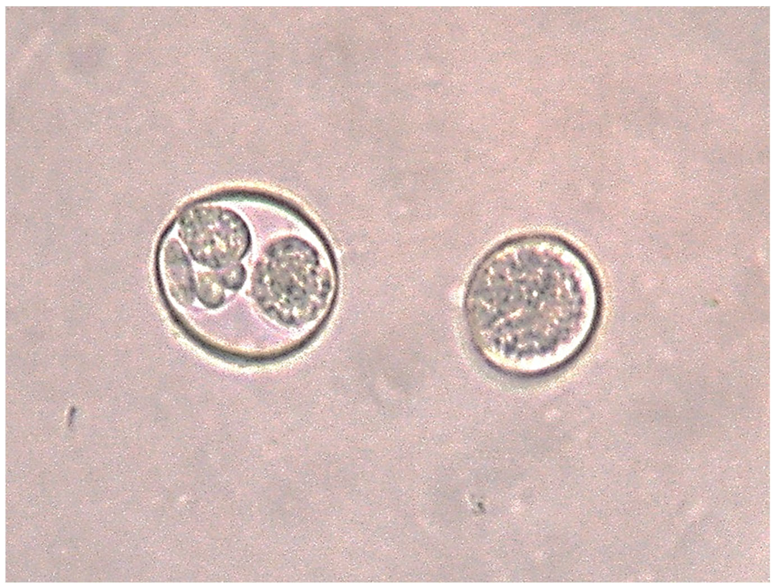 Pathogens 14 00915 g002