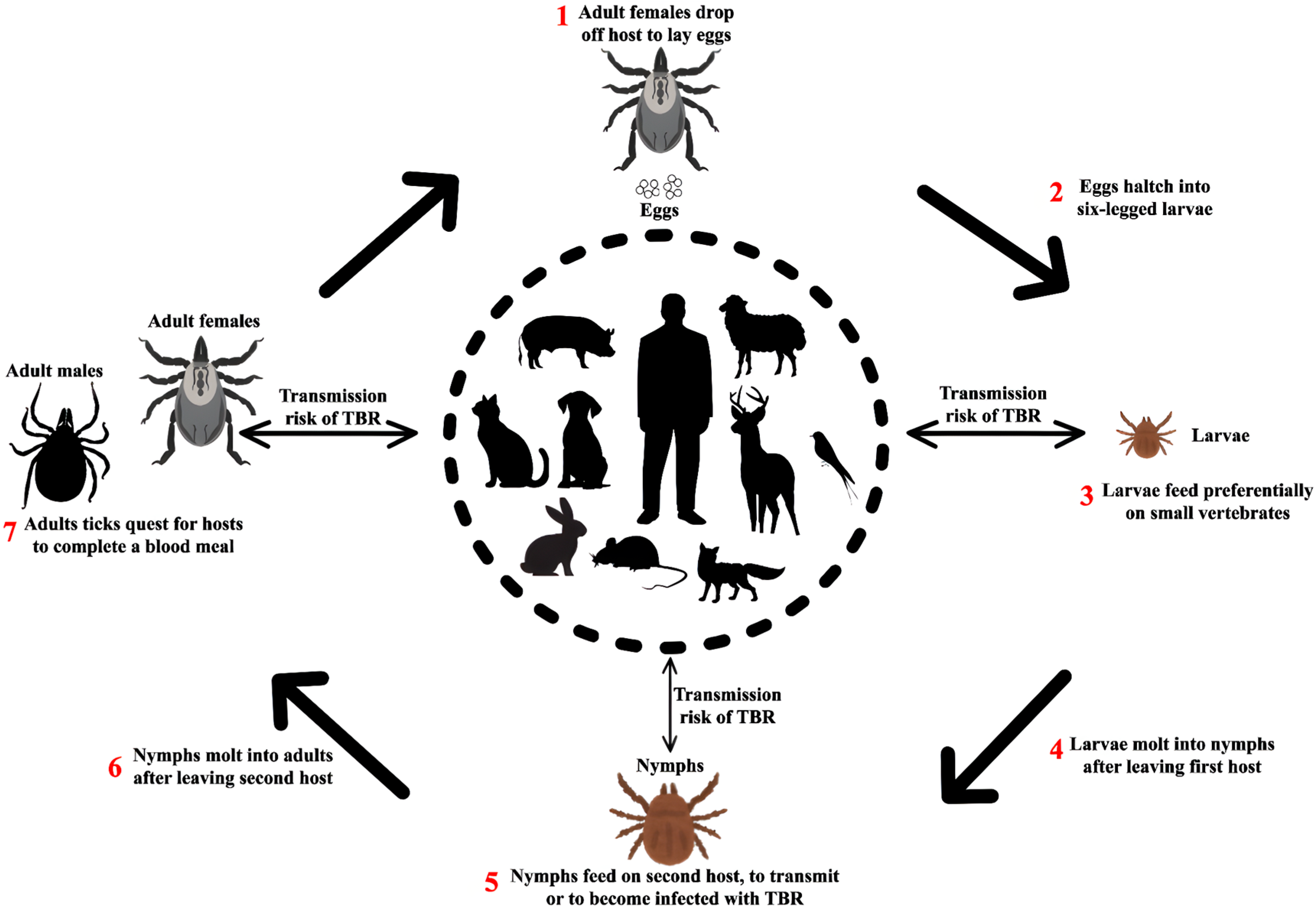Pathogens 14 00928 g007 Pathogens 14 00928 g007