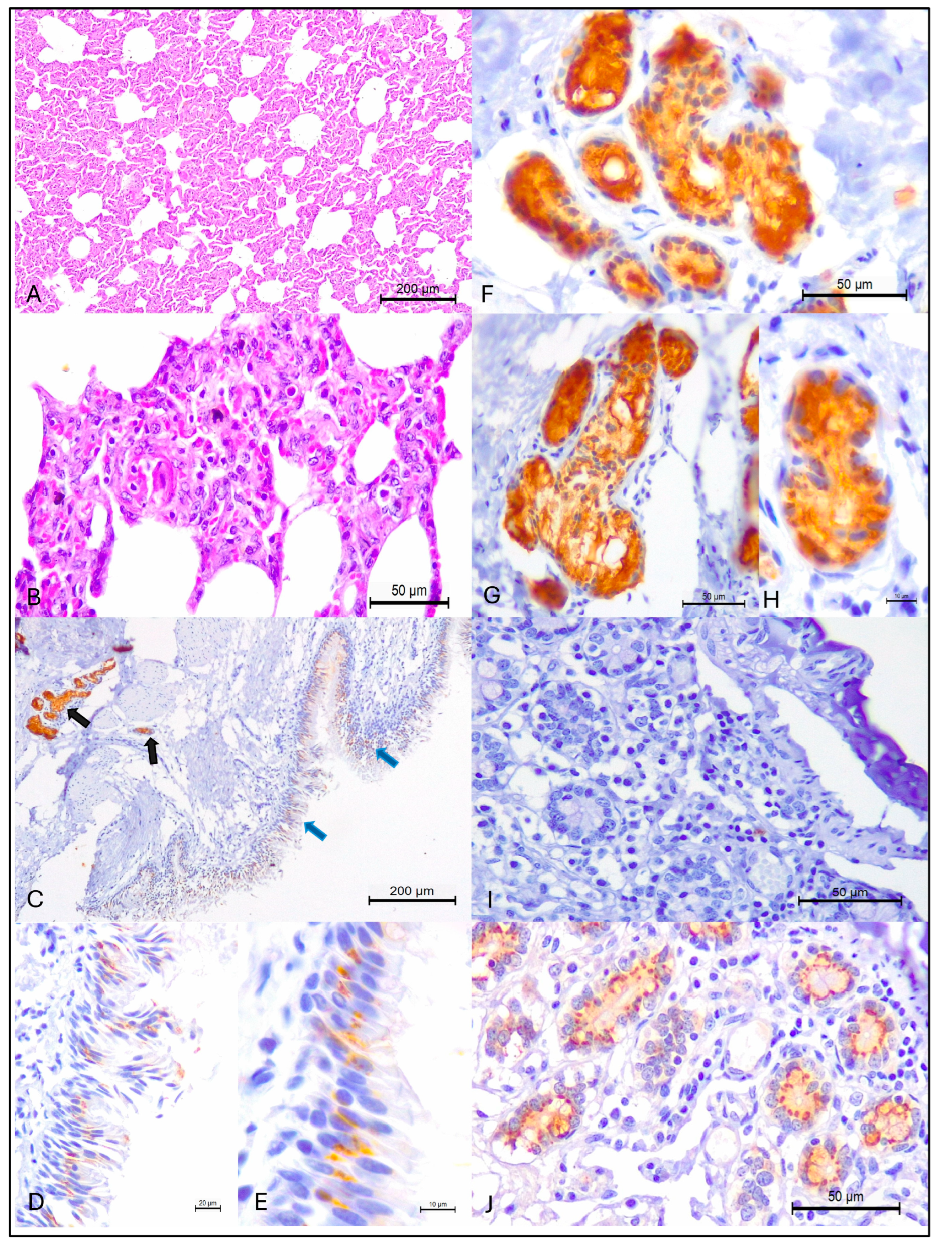 Pathogens 14 00945 g001 Pathogens 14 00945 g001