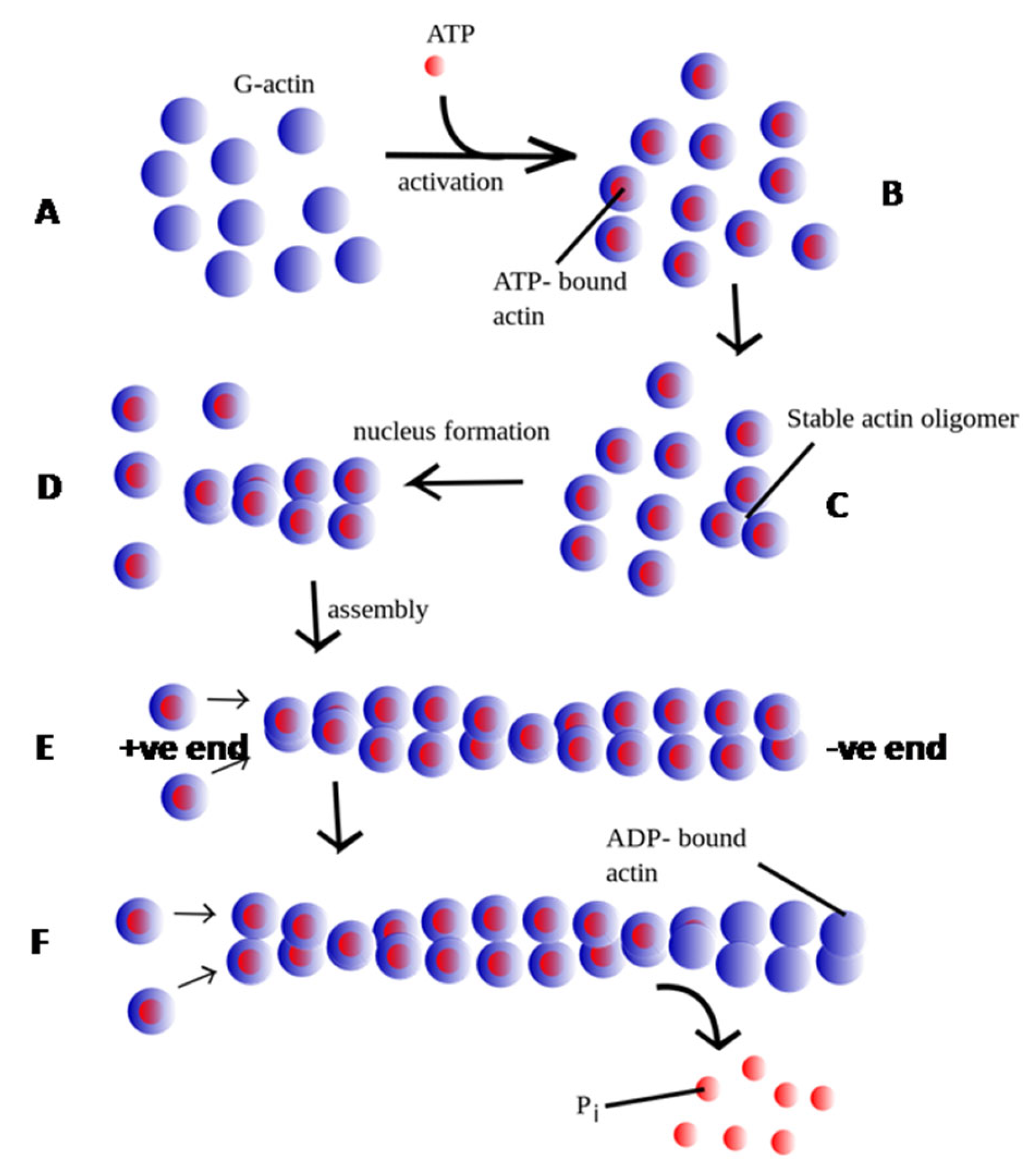 Pathogens 14 00948 g001