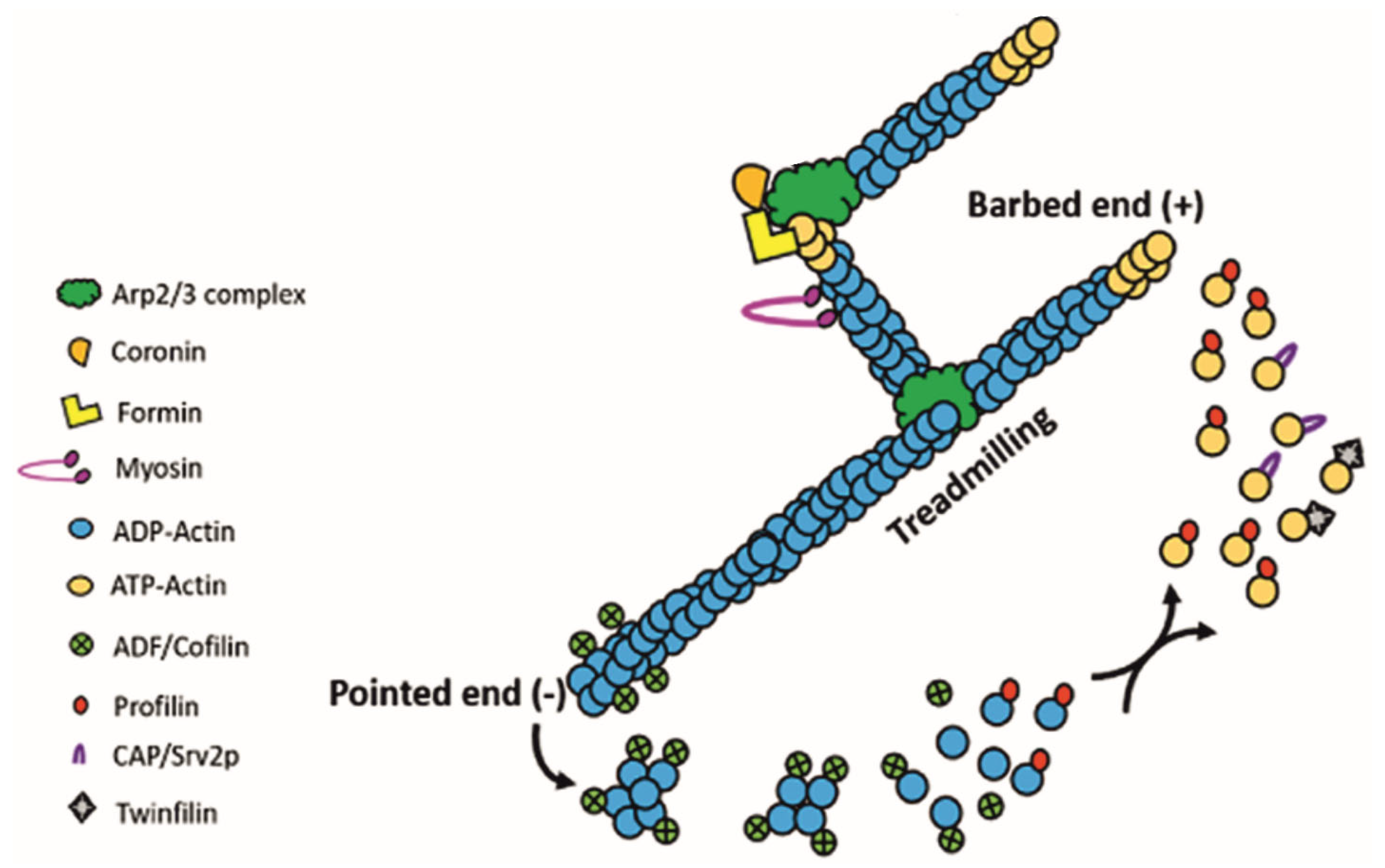 Pathogens 14 00948 g002