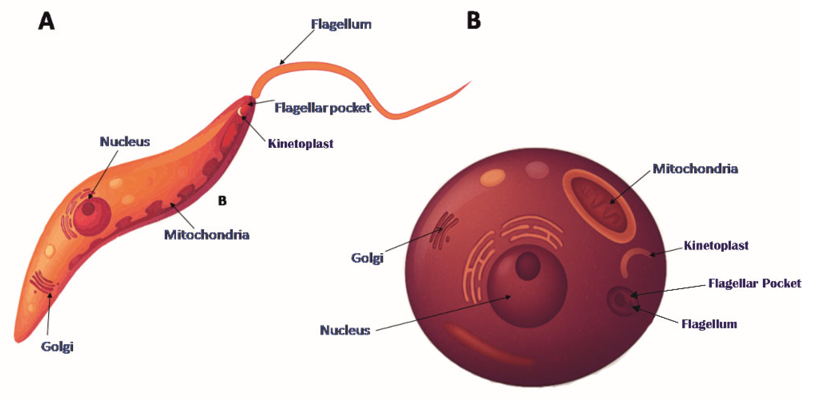 Pathogens 14 00948 g004