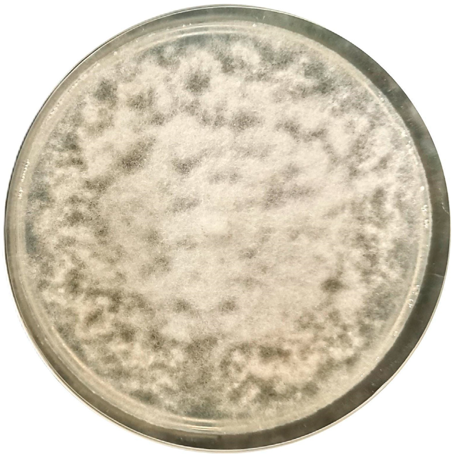 Pathogens 14 00960 g001 Pathogens 14 00960 g001