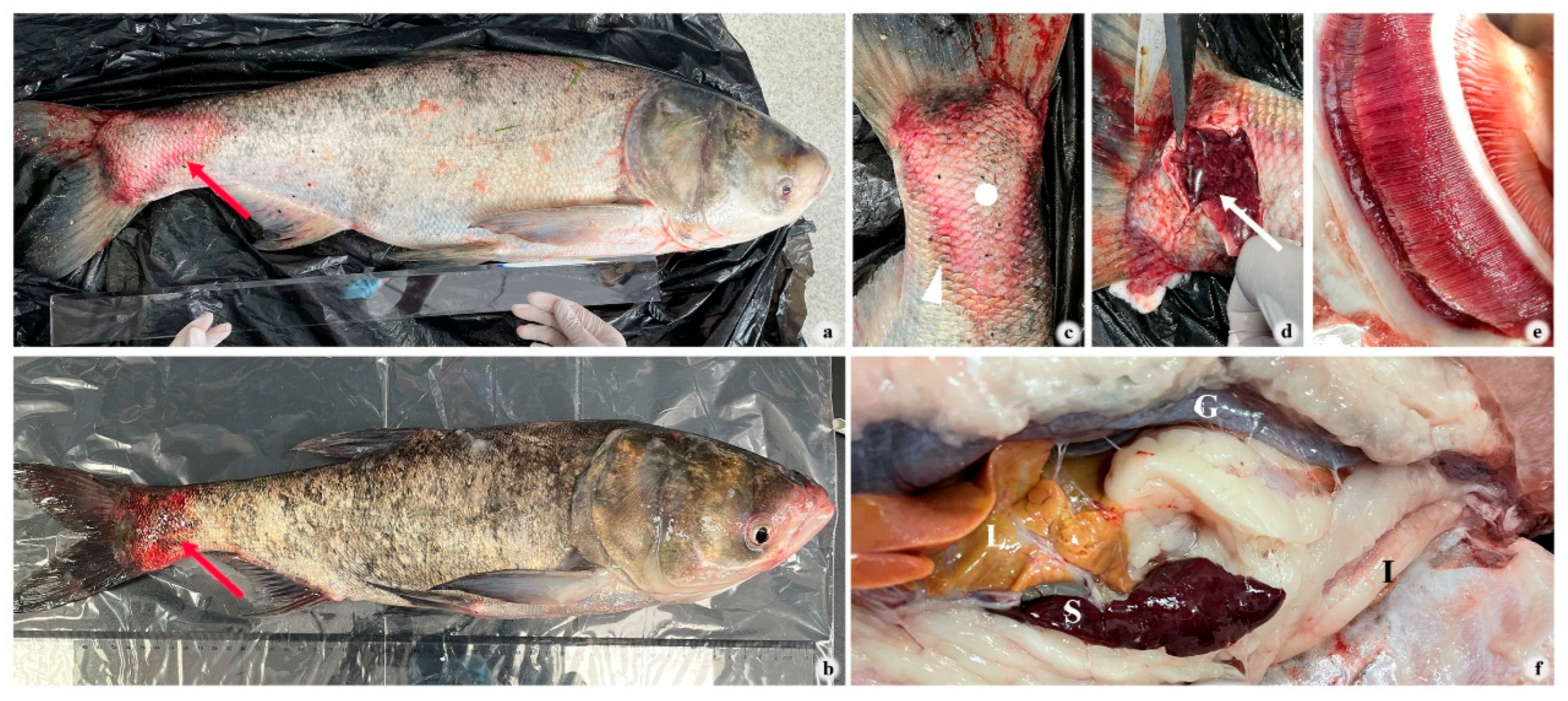 Pathogens 14 00978 g001 Pathogens 14 00978 g001