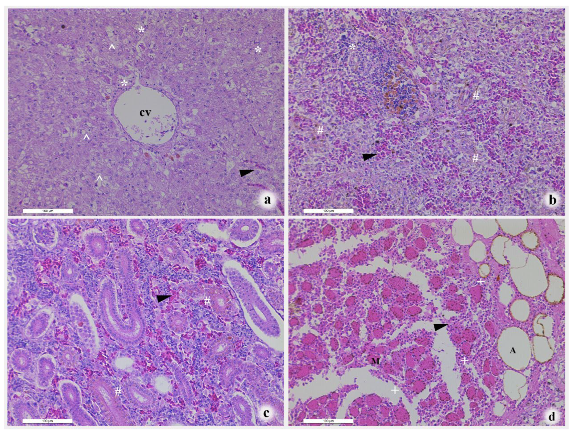 Pathogens 14 00978 g002 Pathogens 14 00978 g002