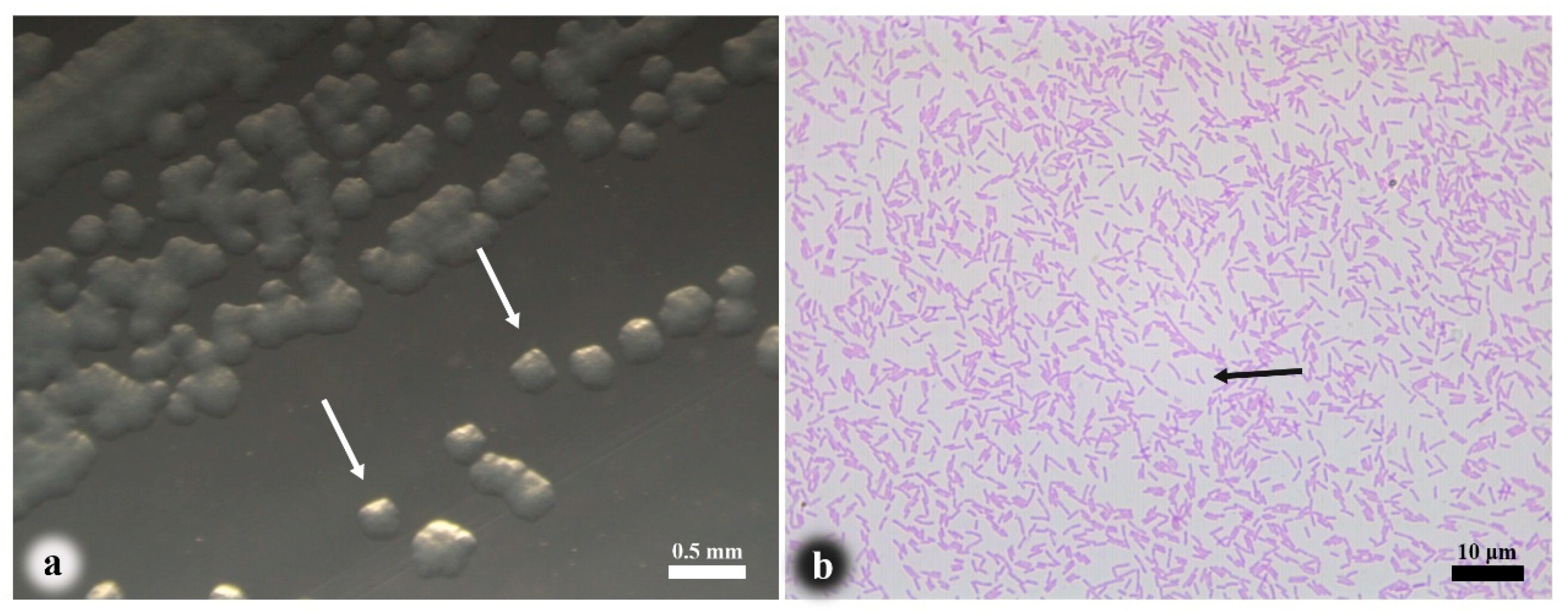 Pathogens 14 00978 g003 Pathogens 14 00978 g003