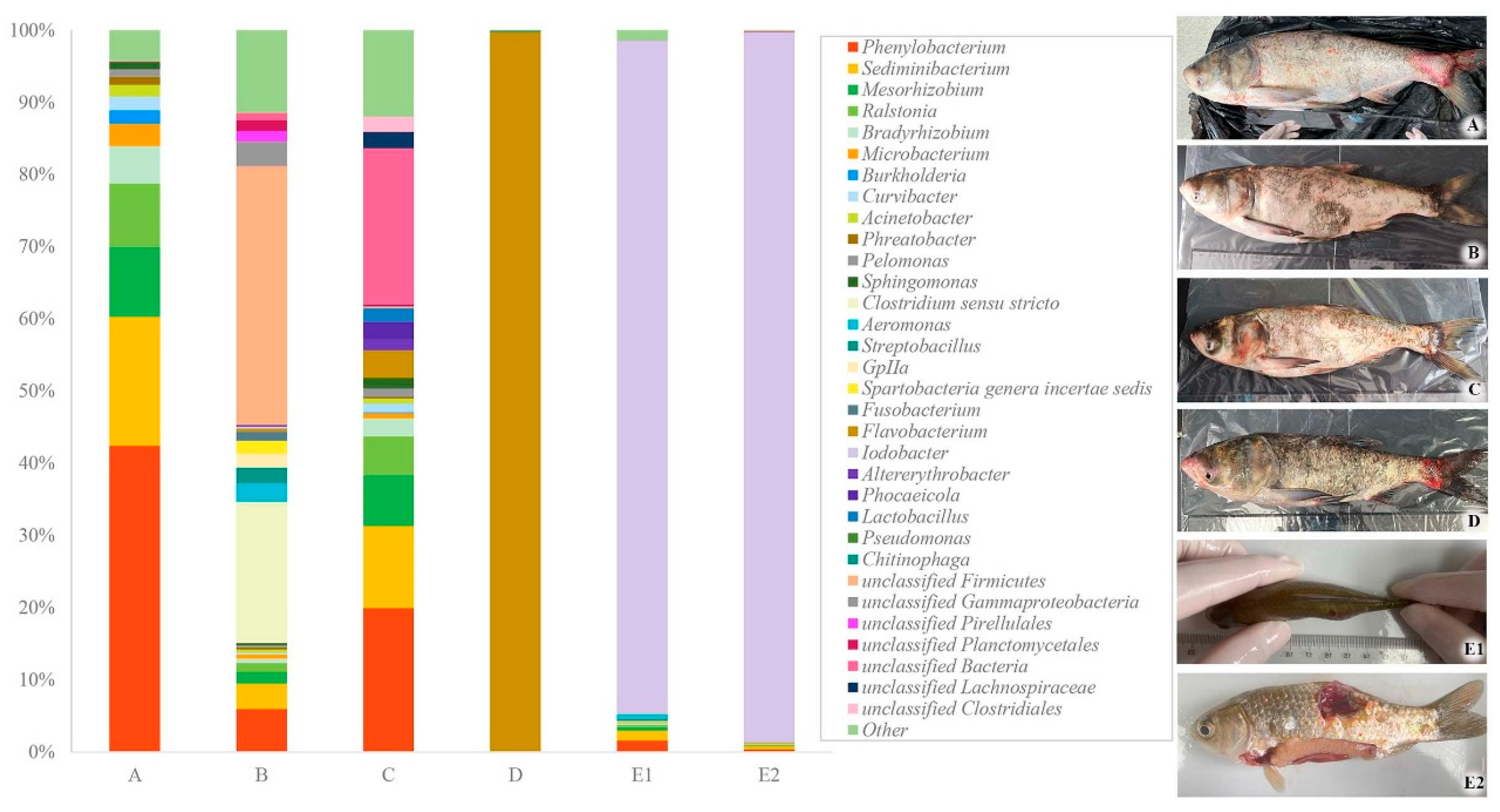 Pathogens 14 00978 g005 Pathogens 14 00978 g005