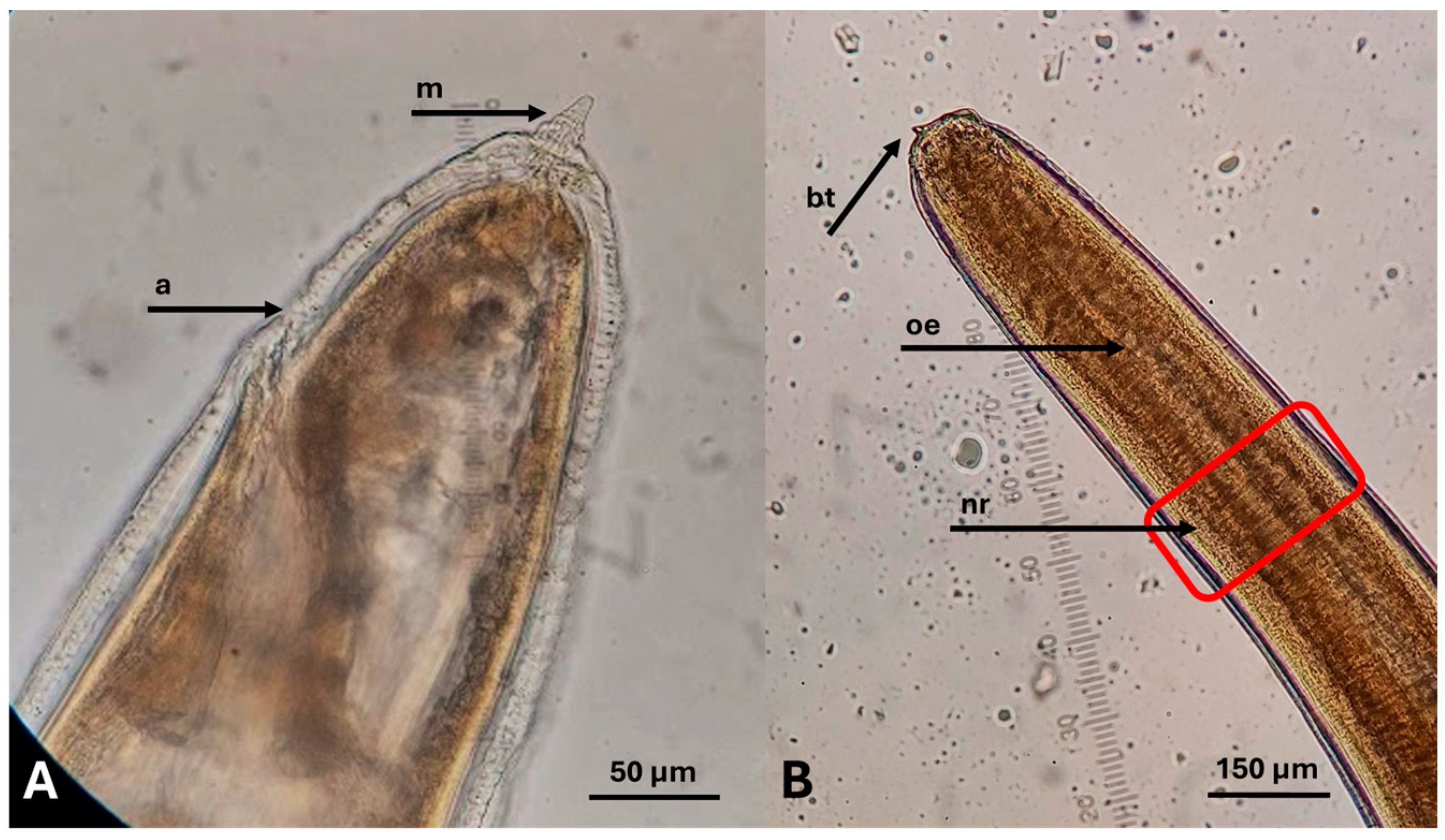 Pathogens 14 00981 g002