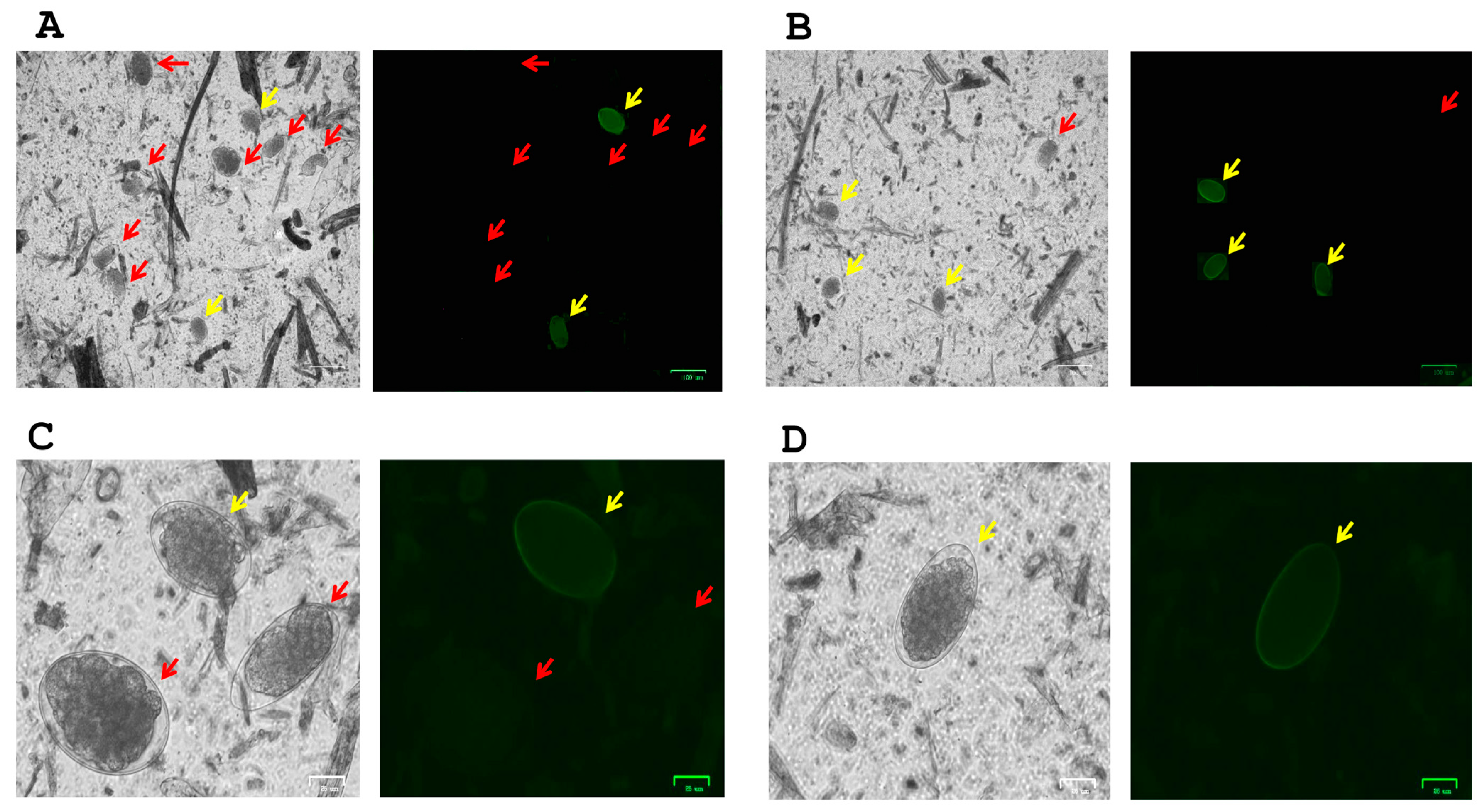 Pathogens 14 00984 g001