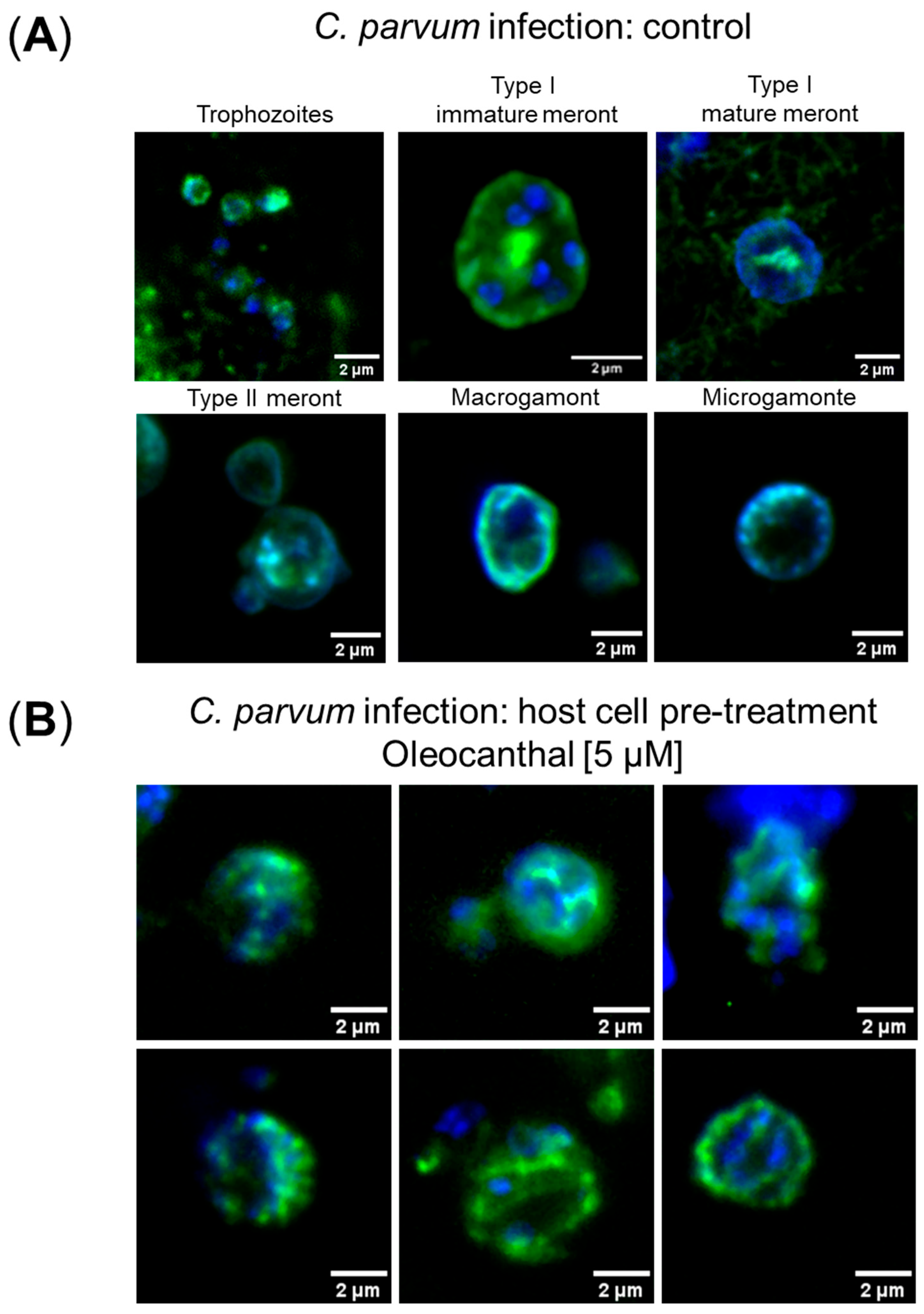 Pathogens 14 01002 g002 Pathogens 14 01002 g002