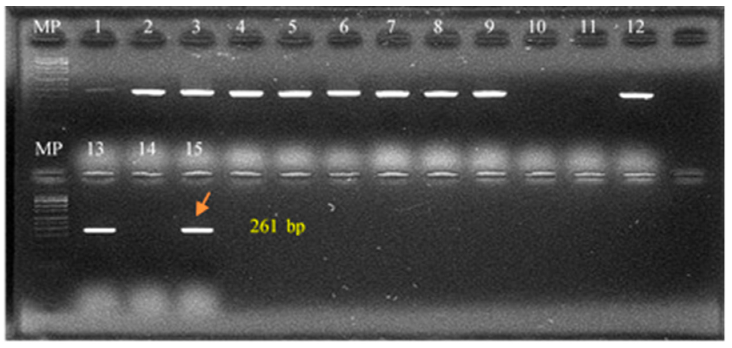 Pathogens 14 01003 g002