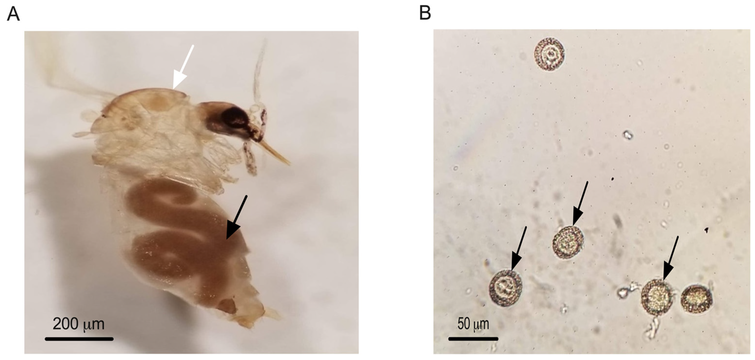 Pathogens 14 01012 g004 Pathogens 14 01012 g004