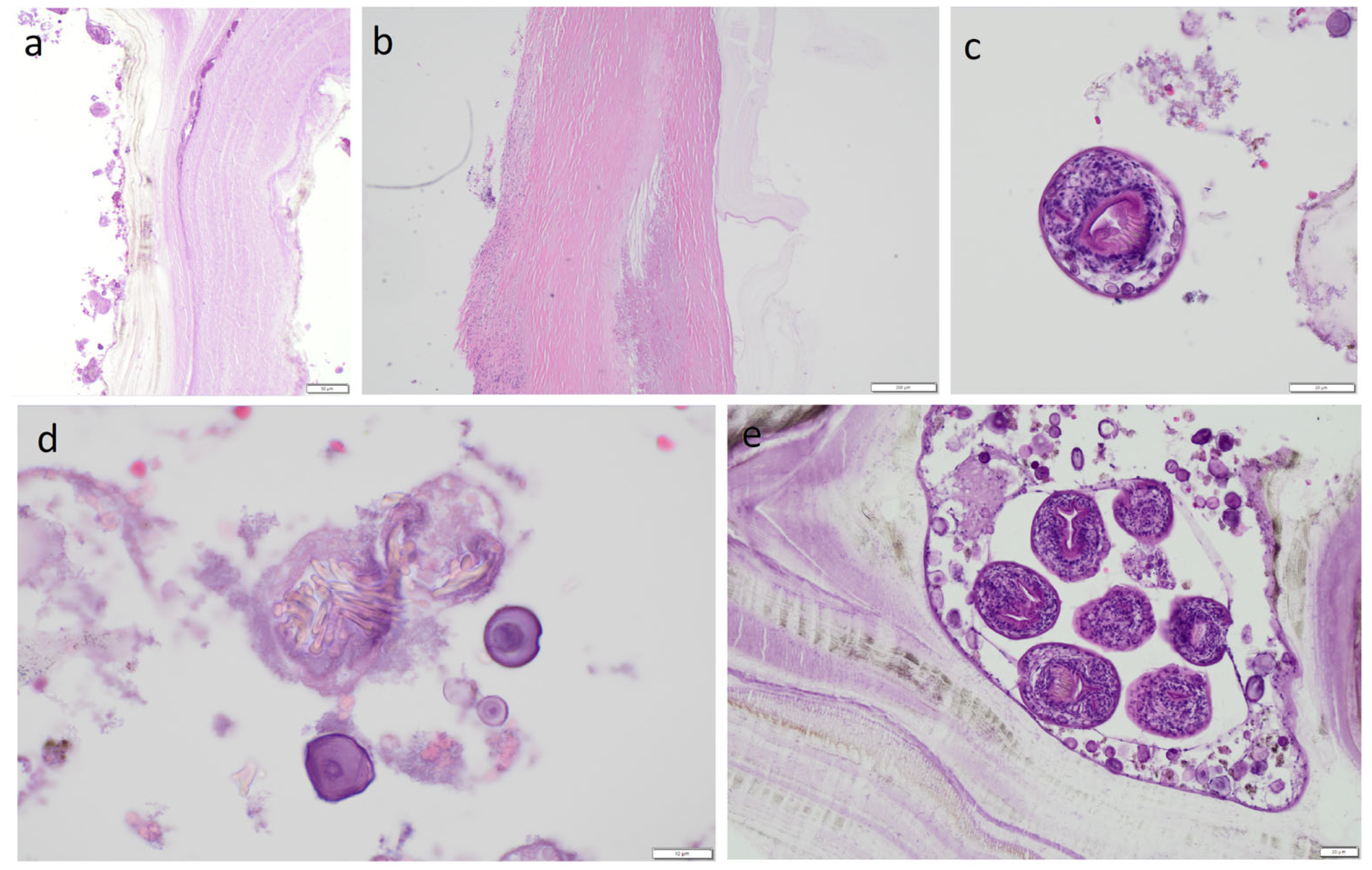 Pathogens 14 01016 g006