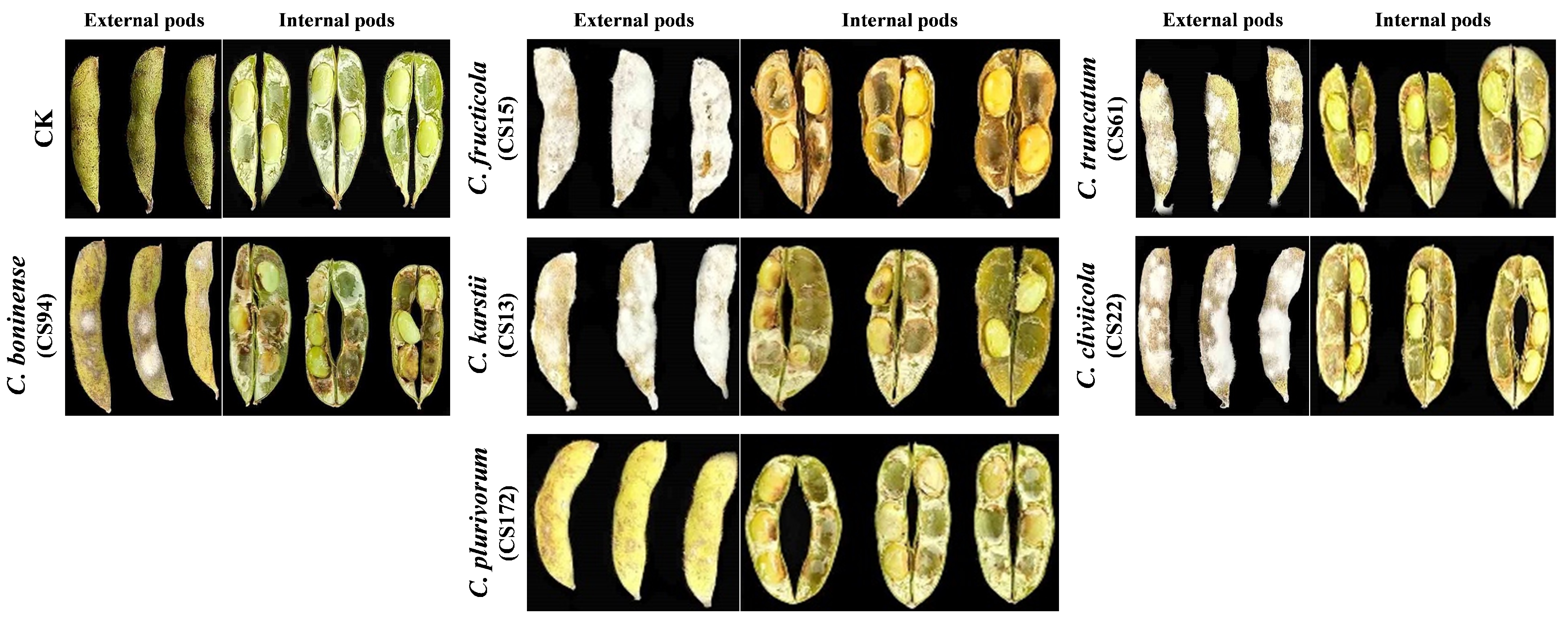 Pathogens 14 01020 g006