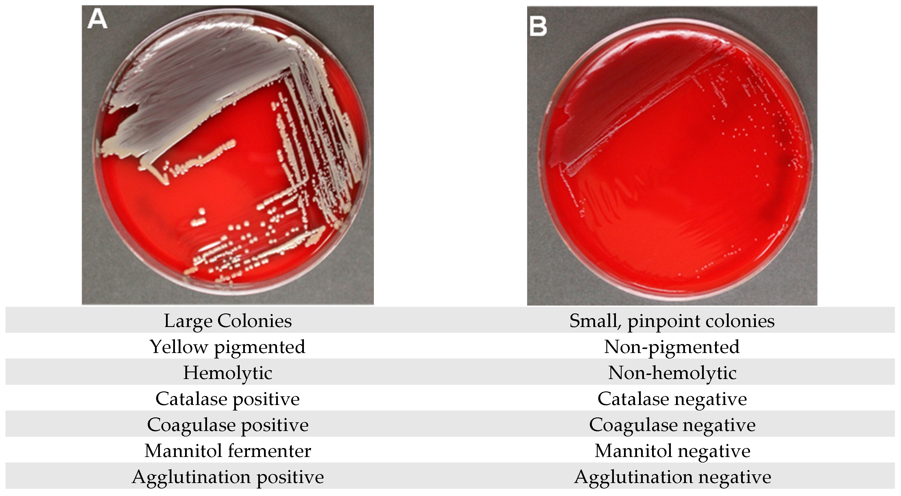 Pathogens 14 01023 g001
