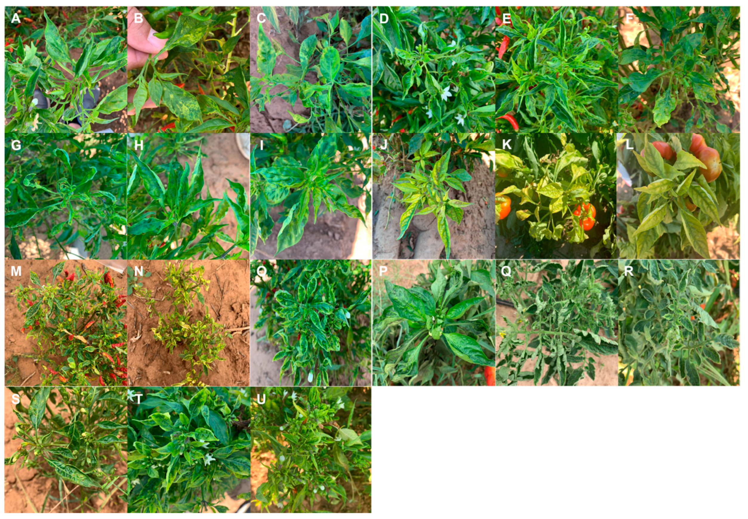 Pathogens 14 01035 g002 Pathogens 14 01035 g002