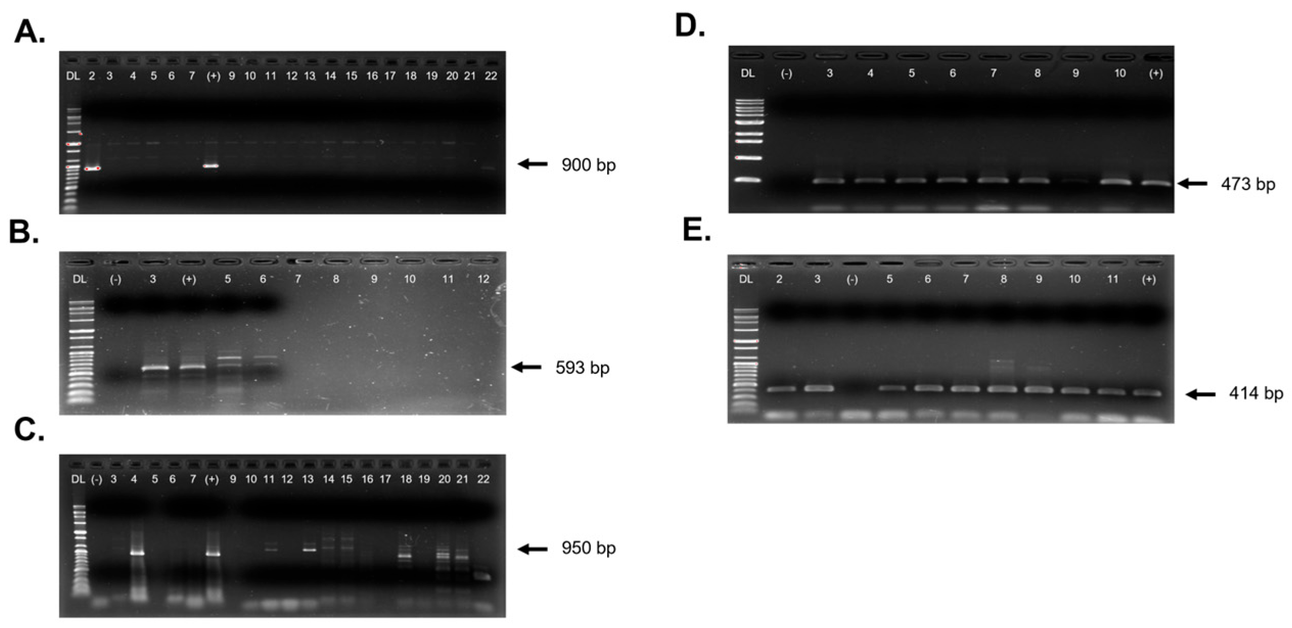 Pathogens 14 01035 g003 Pathogens 14 01035 g003