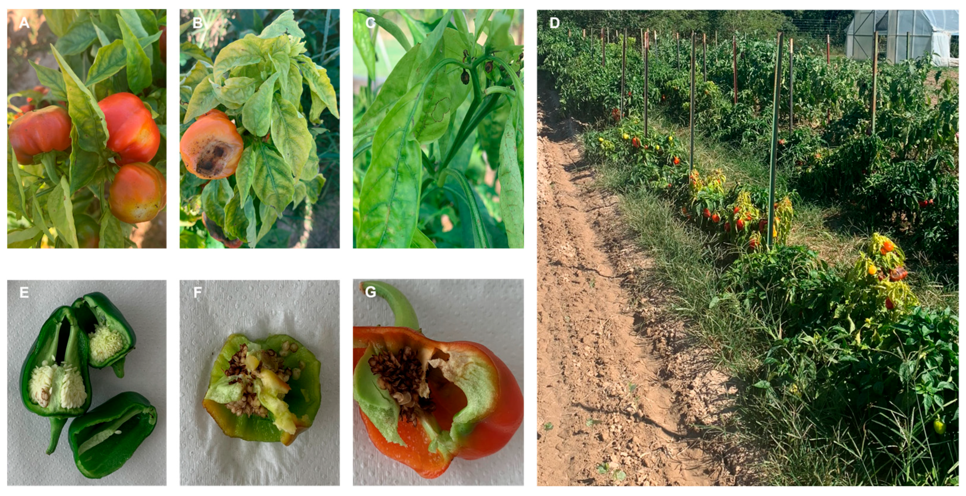 Pathogens 14 01035 g005 Pathogens 14 01035 g005