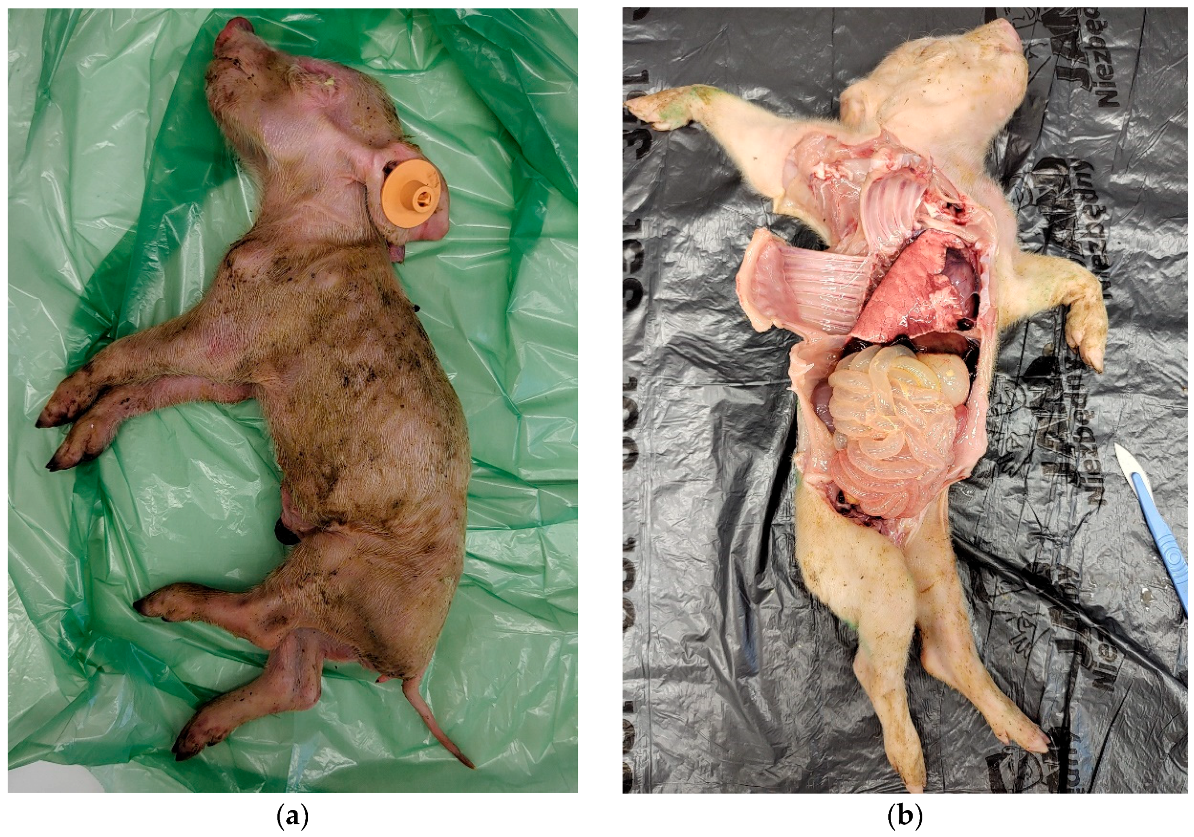 Pathogens 14 01055 g001 Pathogens 14 01055 g001
