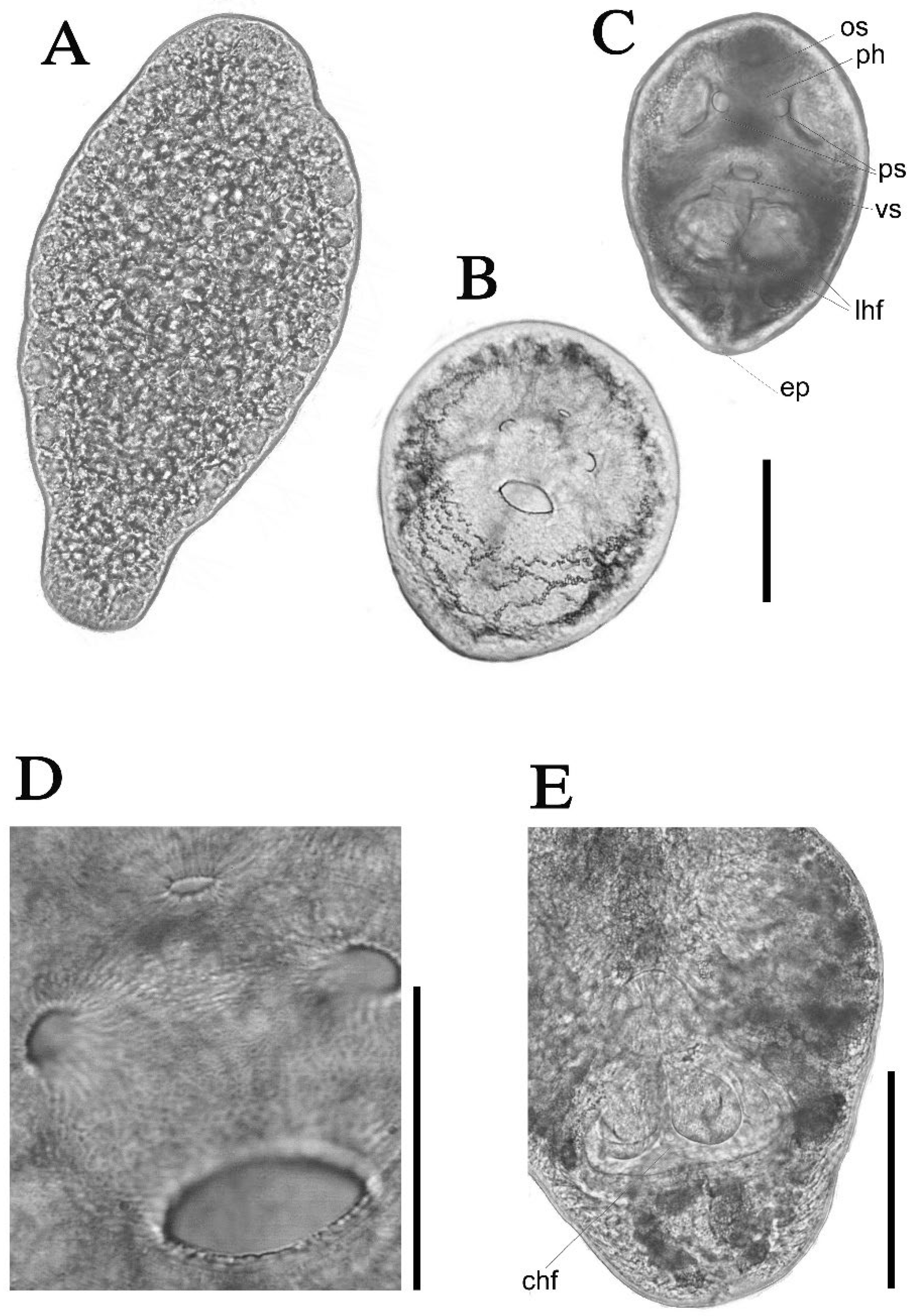 Pathogens 14 01063 g003 Pathogens 14 01063 g003