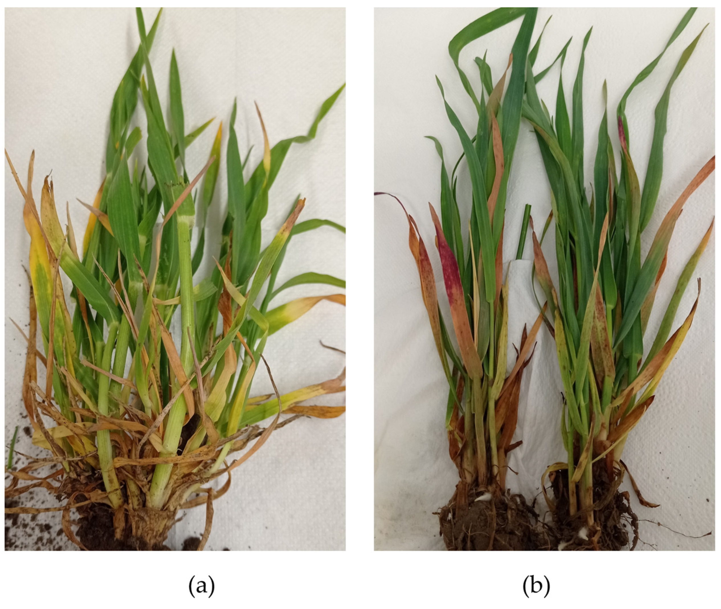 Pathogens 14 01087 g002 Pathogens 14 01087 g002