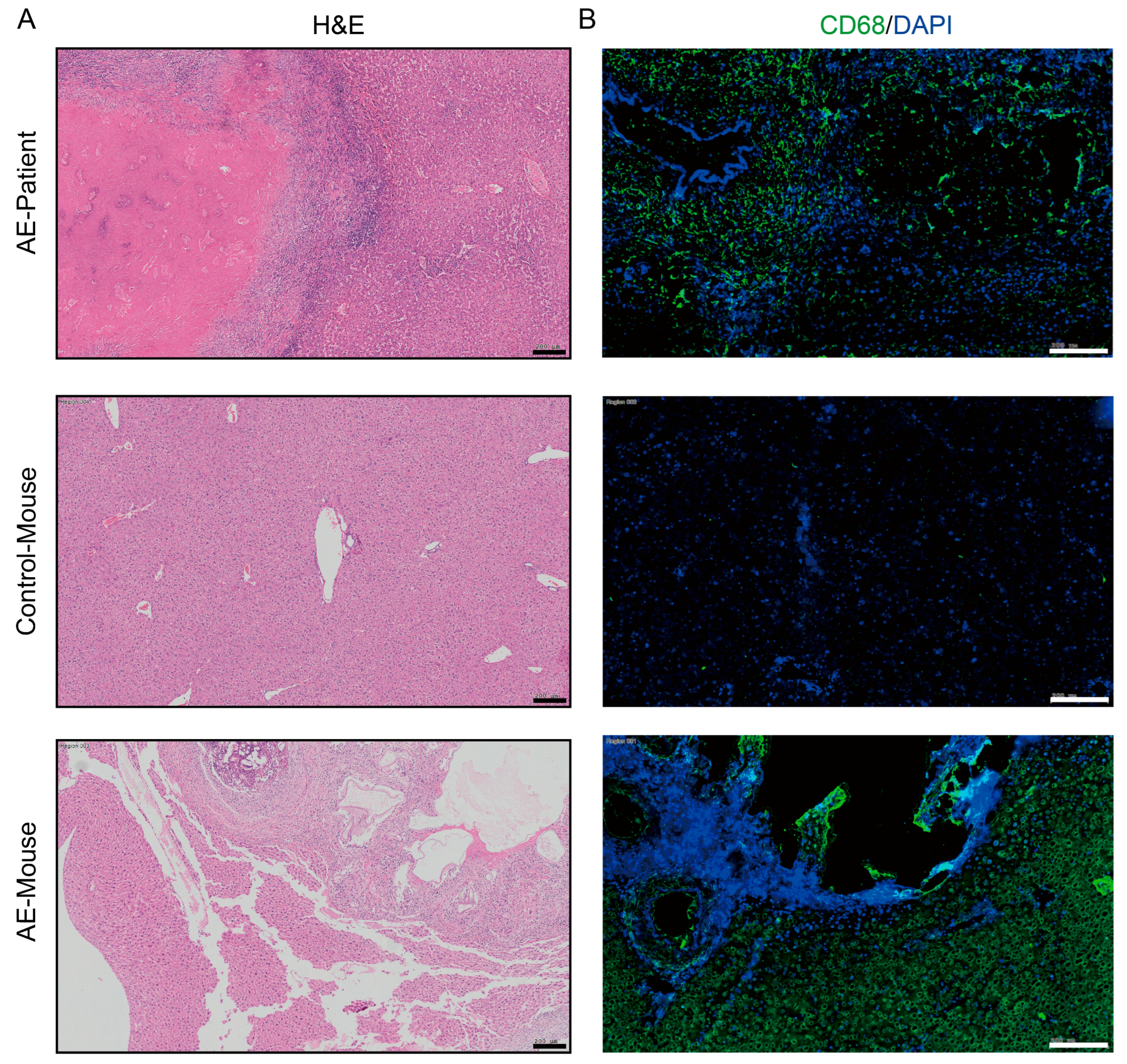Pathogens 14 01097 g001 Pathogens 14 01097 g001
