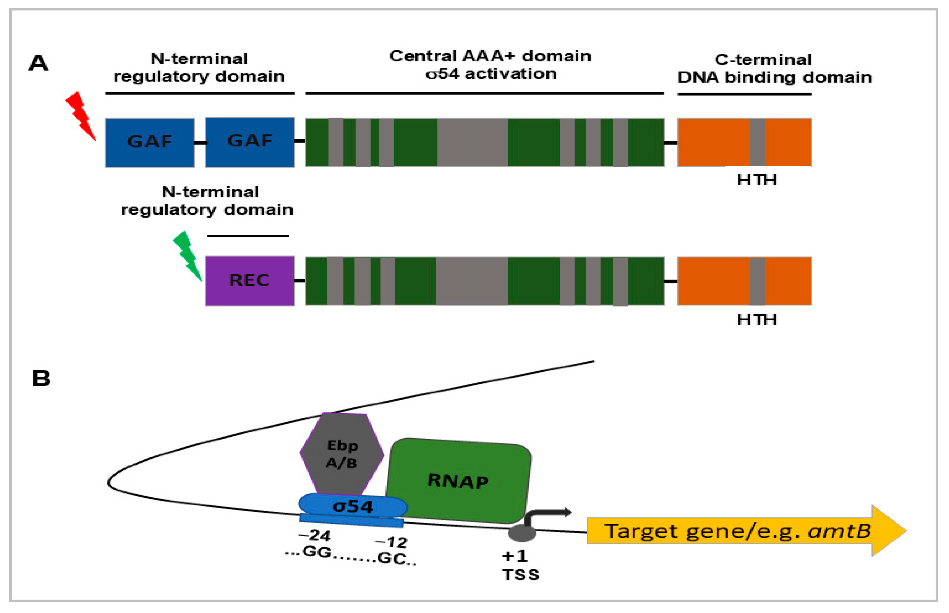 Pathogens 14 01100 g002 Pathogens 14 01100 g002