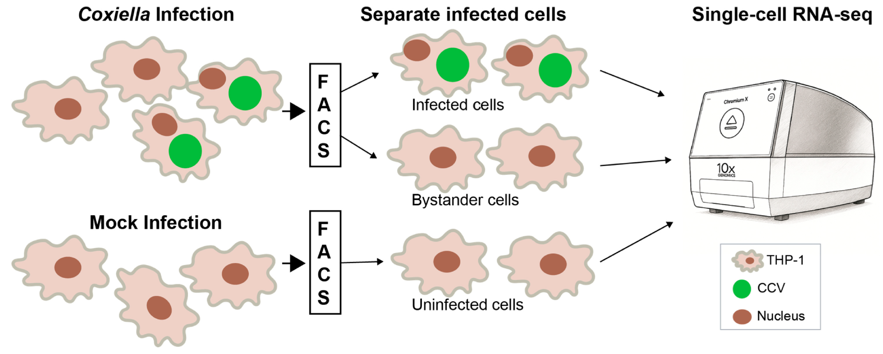 Pathogens 14 01101 g006 Pathogens 14 01101 g006
