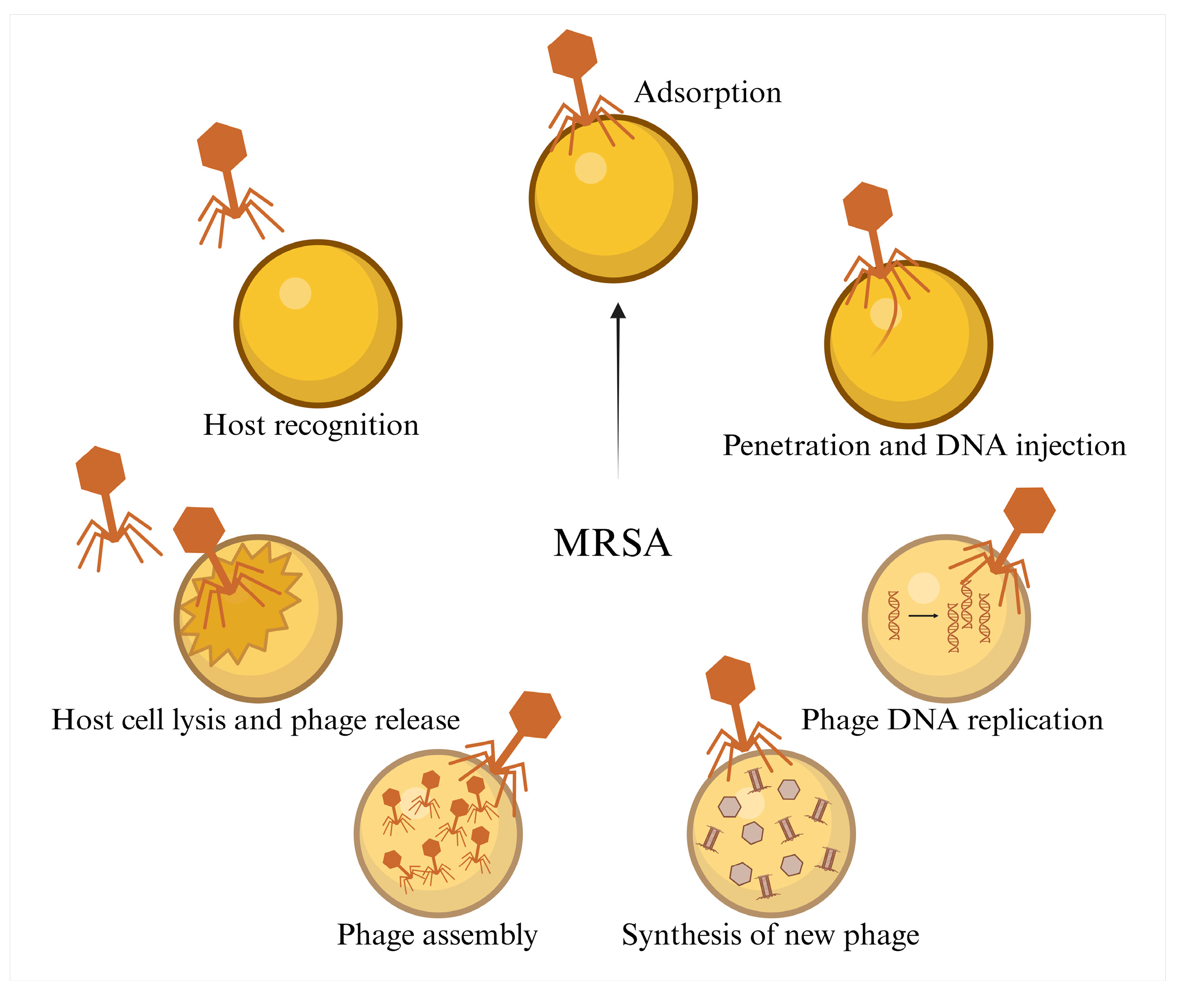 Pathogens 14 01102 g004 Pathogens 14 01102 g004