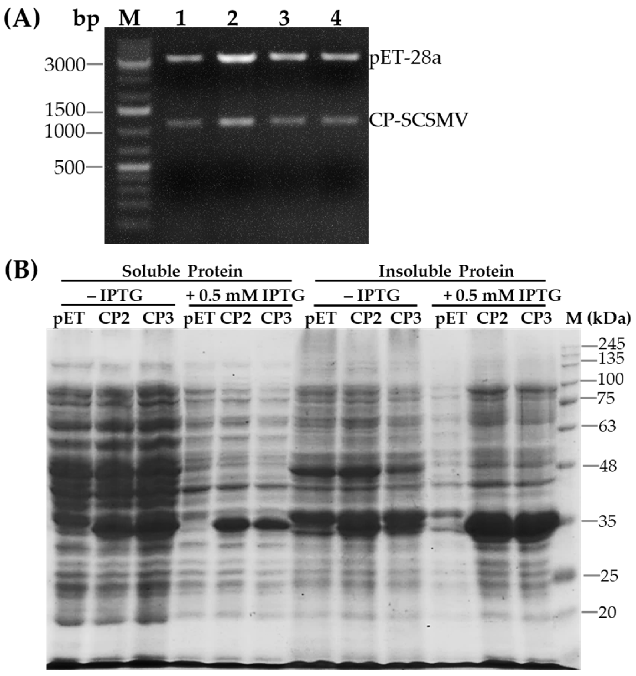 Pathogens 14 01106 g002 Pathogens 14 01106 g002