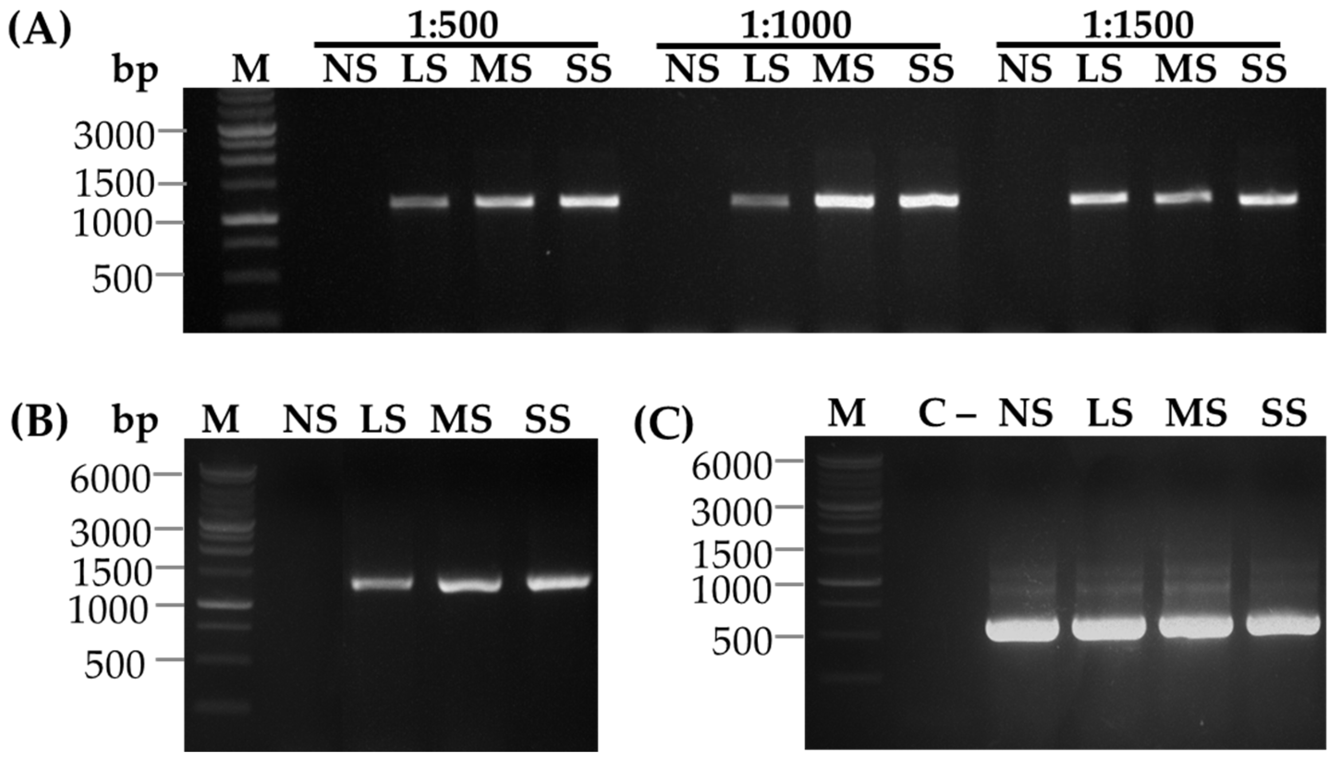 Pathogens 14 01106 g007 Pathogens 14 01106 g007