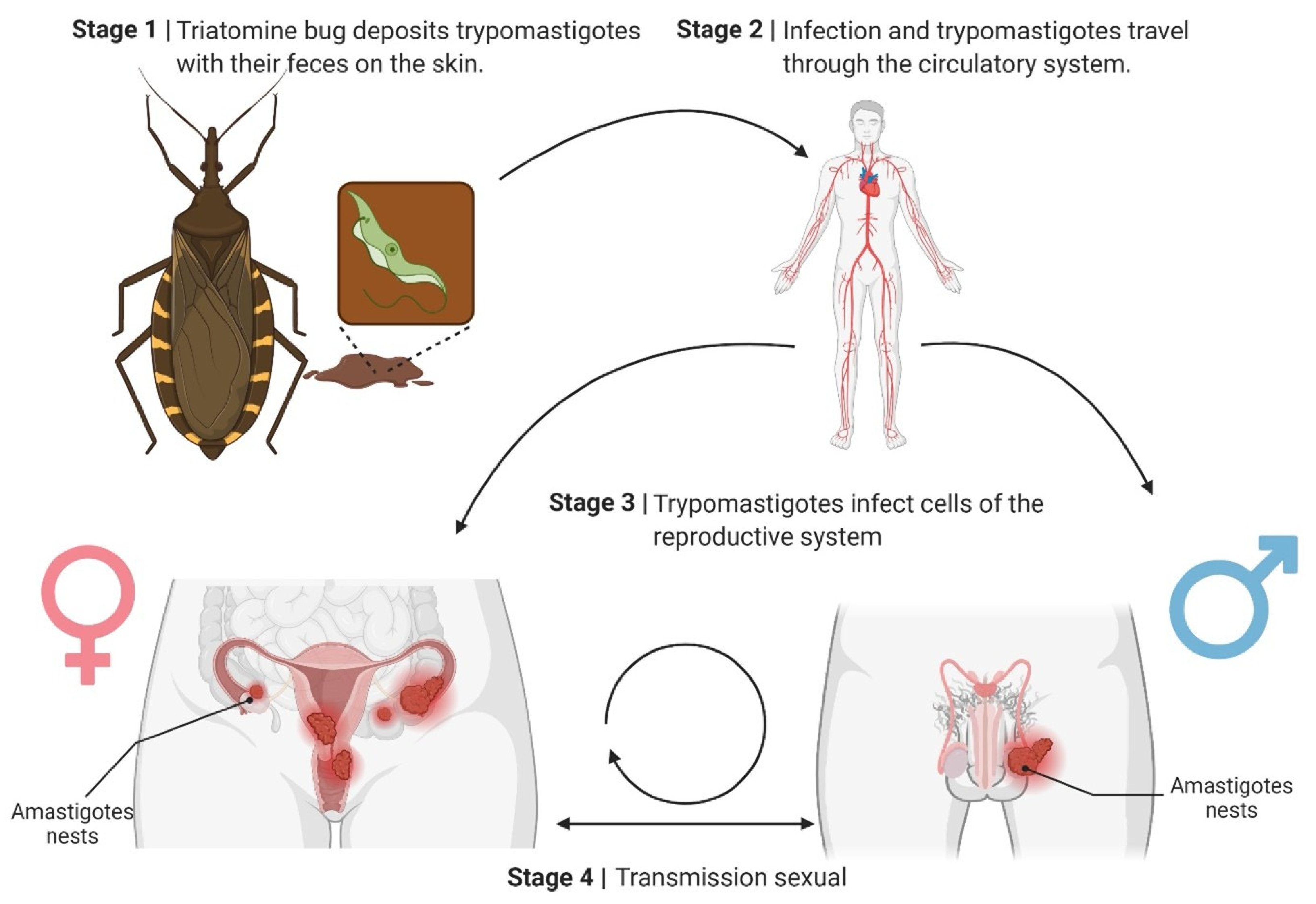 Pathogens 14 01124 g002