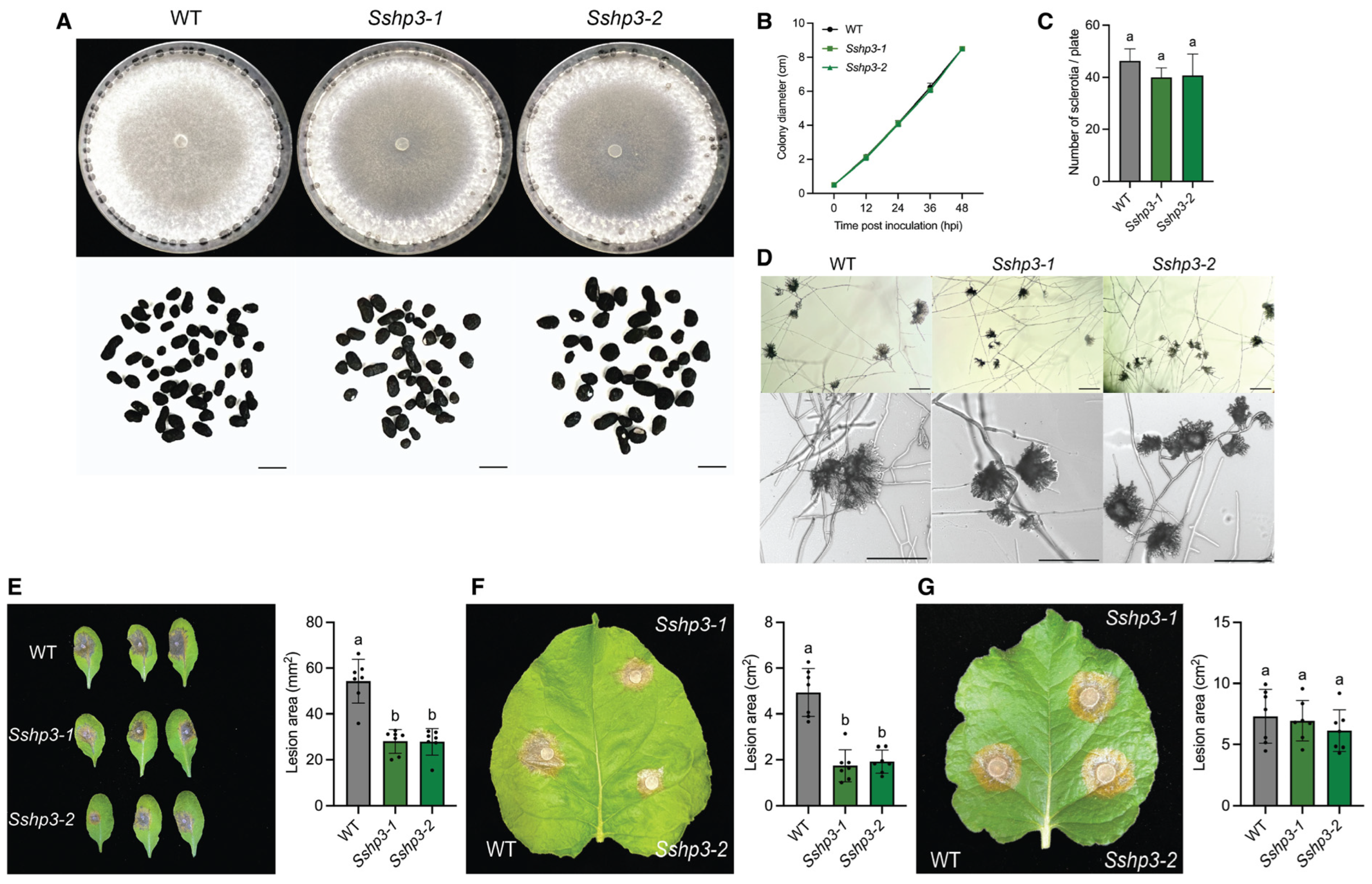 Pathogens 14 01131 g004