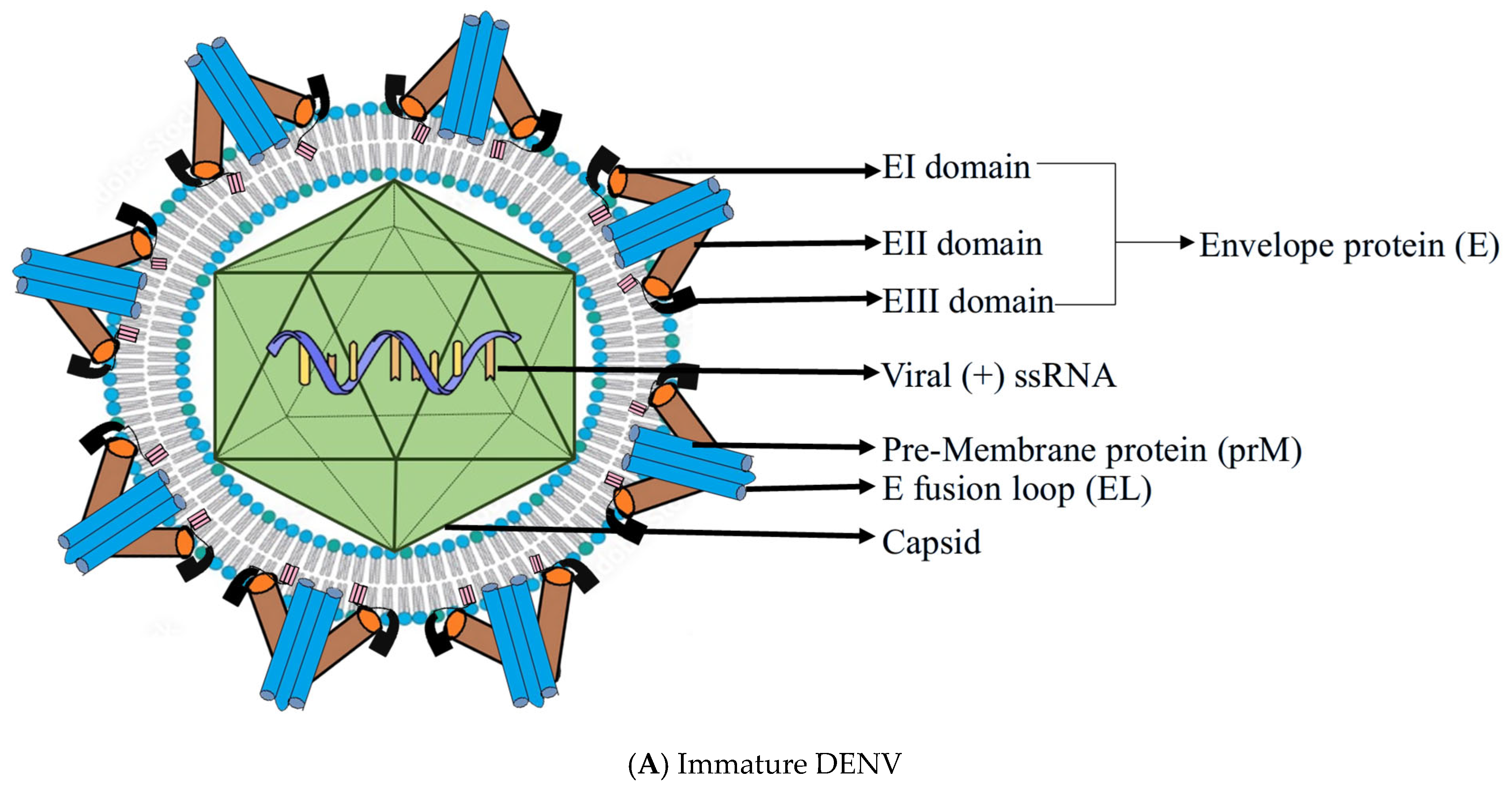Pathogens 14 01132 g001a