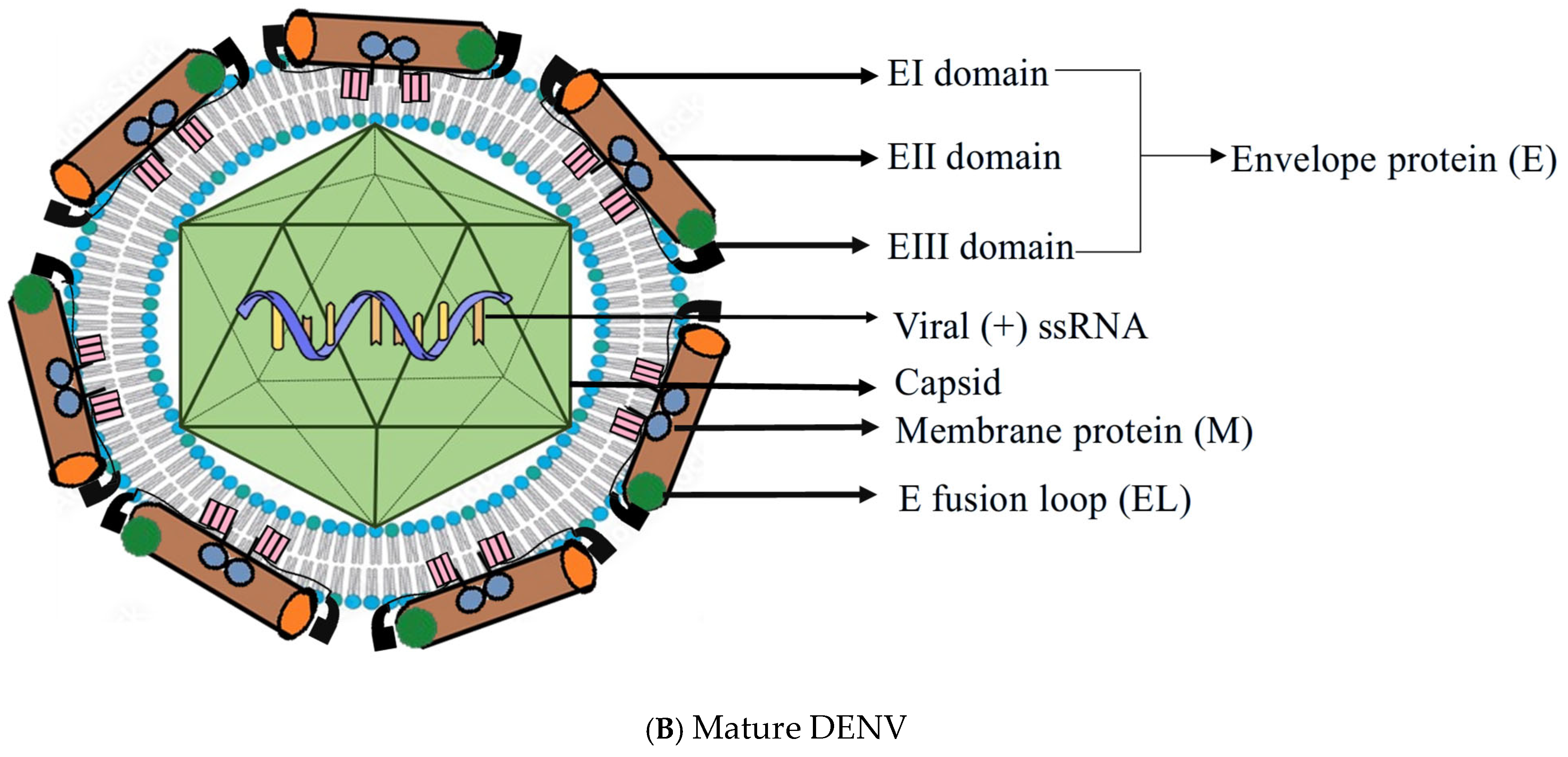 Pathogens 14 01132 g001b