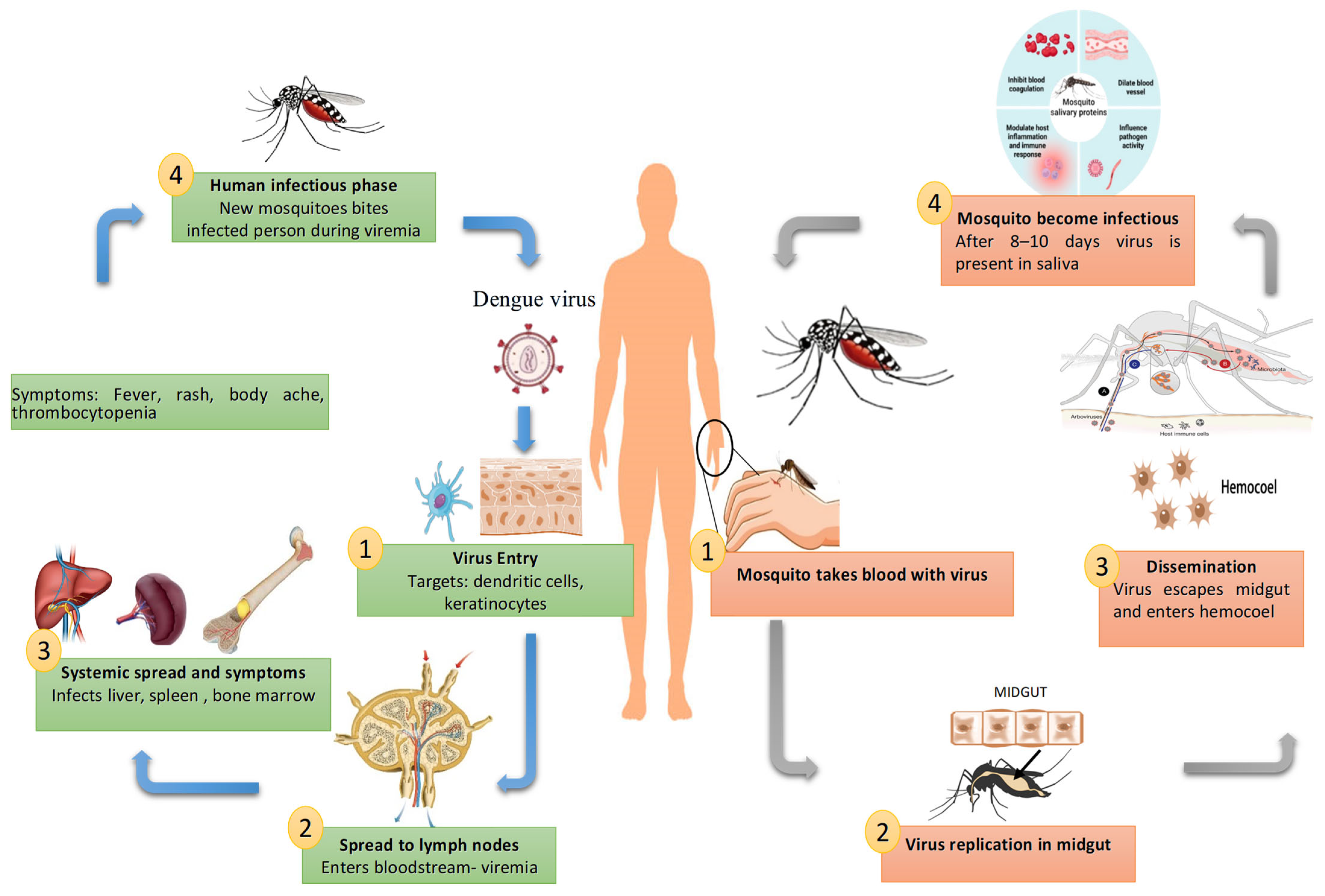 Pathogens 14 01132 g002
