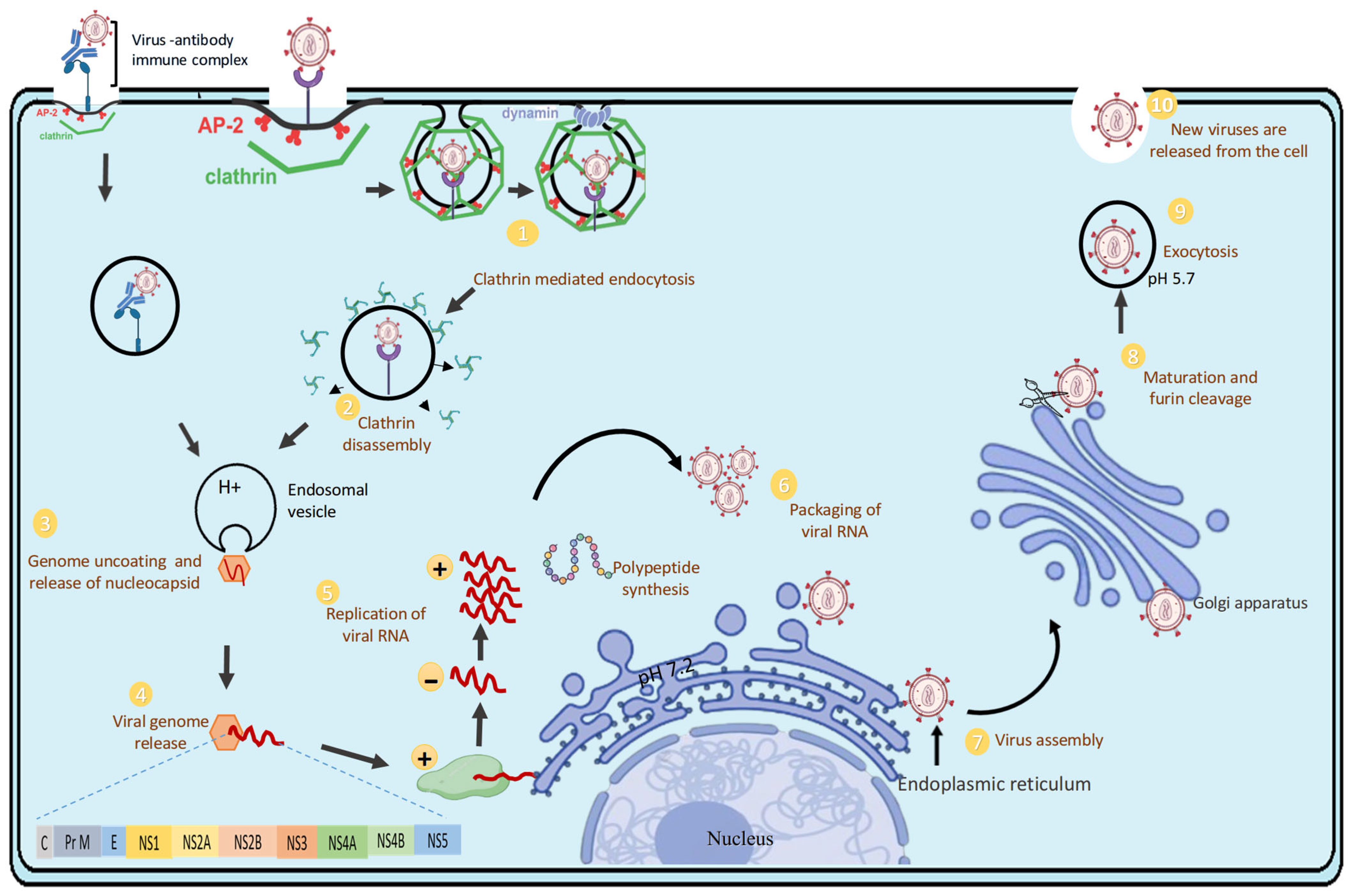 Pathogens 14 01132 g003