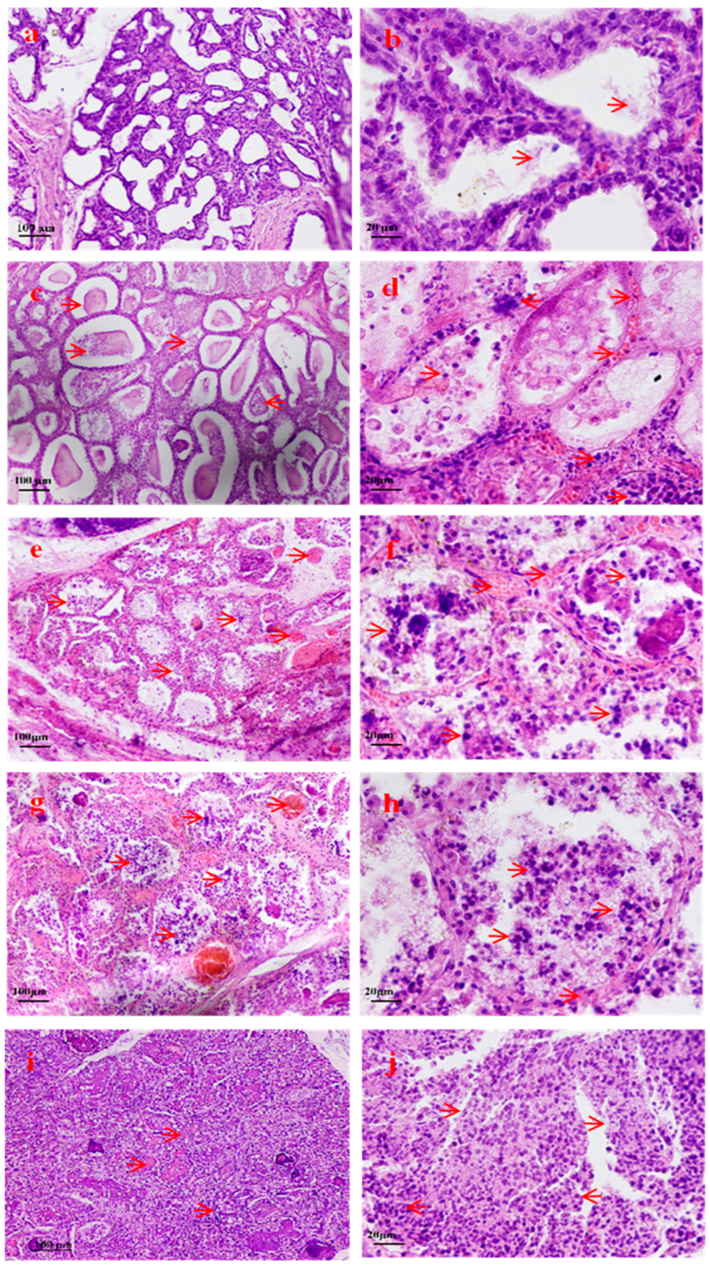 Pathogens 14 01133 g001 Pathogens 14 01133 g001