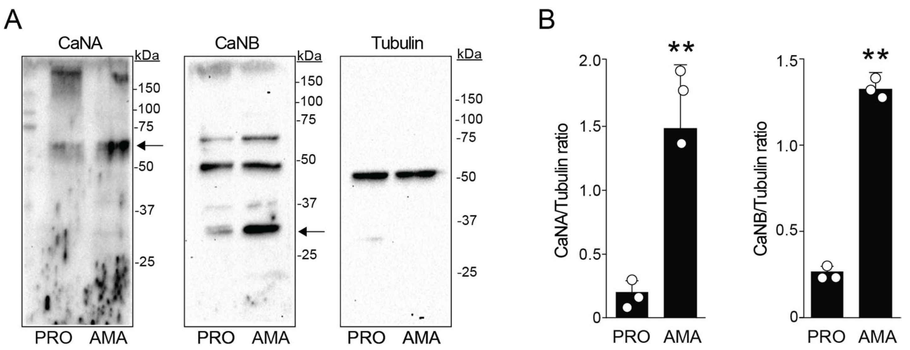Pathogens 14 01139 g003