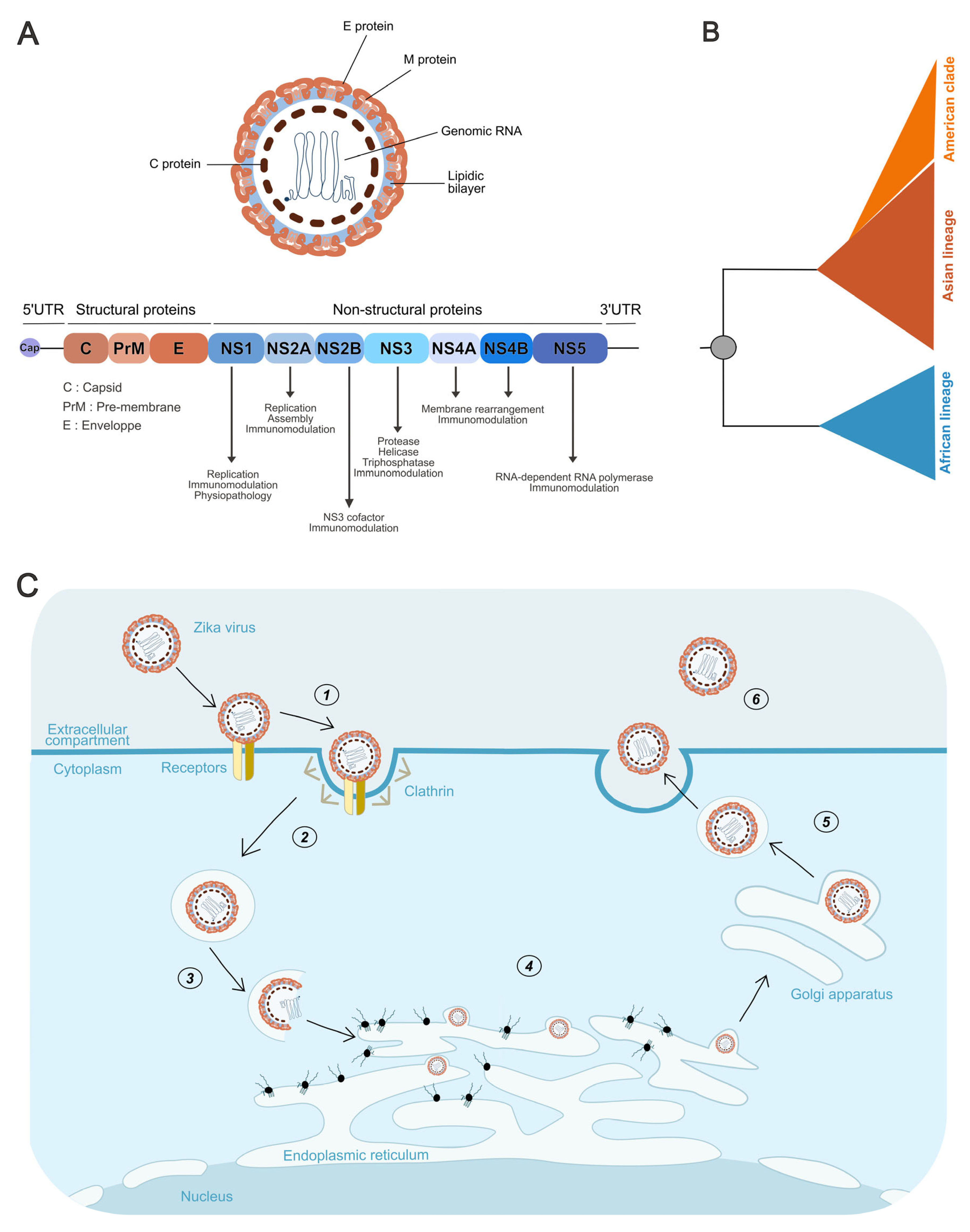 Pathogens 14 01151 g002