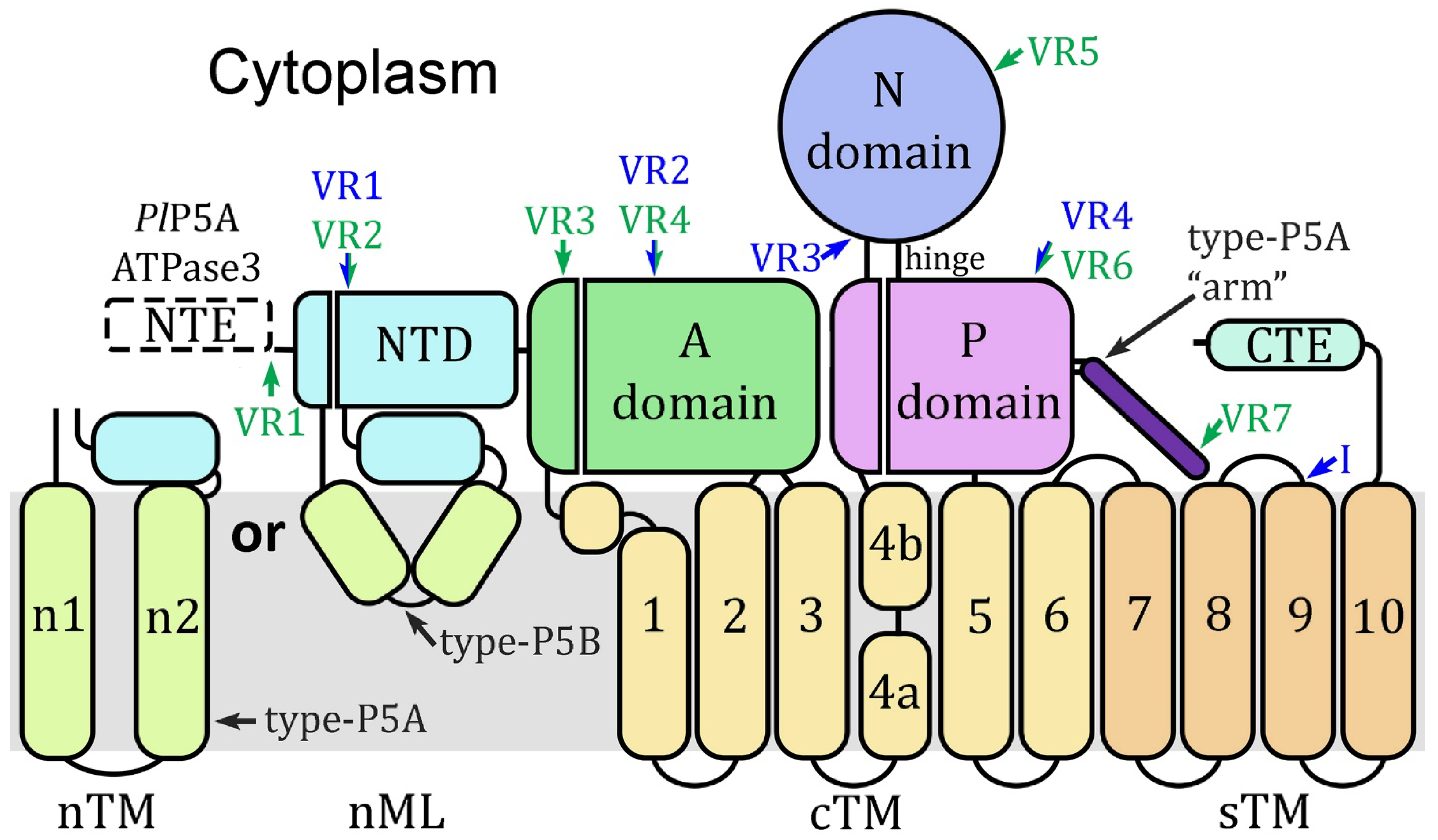 Pathogens 14 01164 g001 Pathogens 14 01164 g001