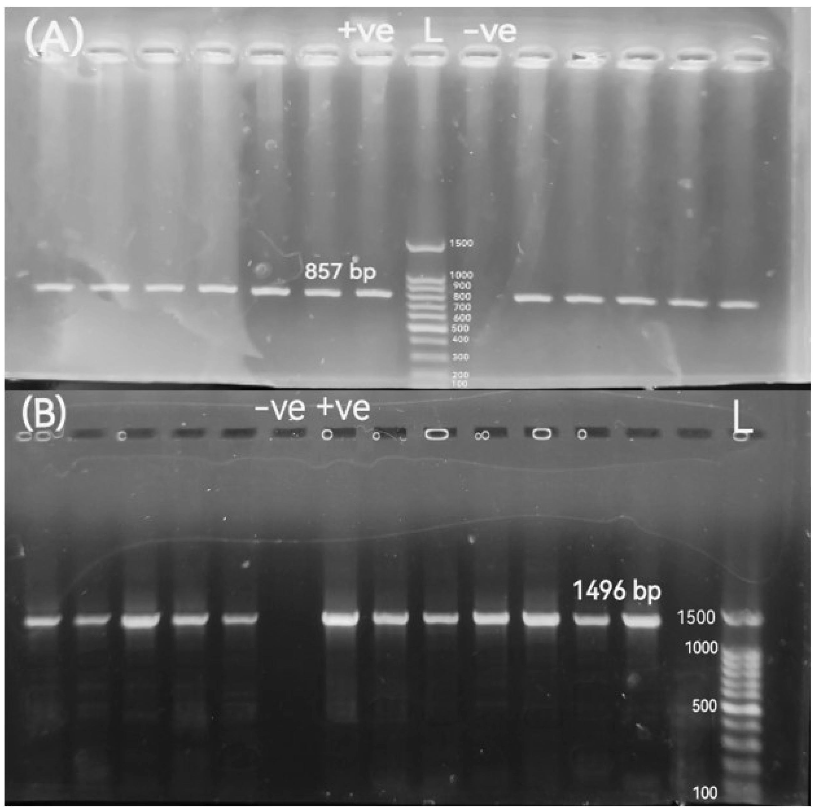 Pathogens 14 01176 g001